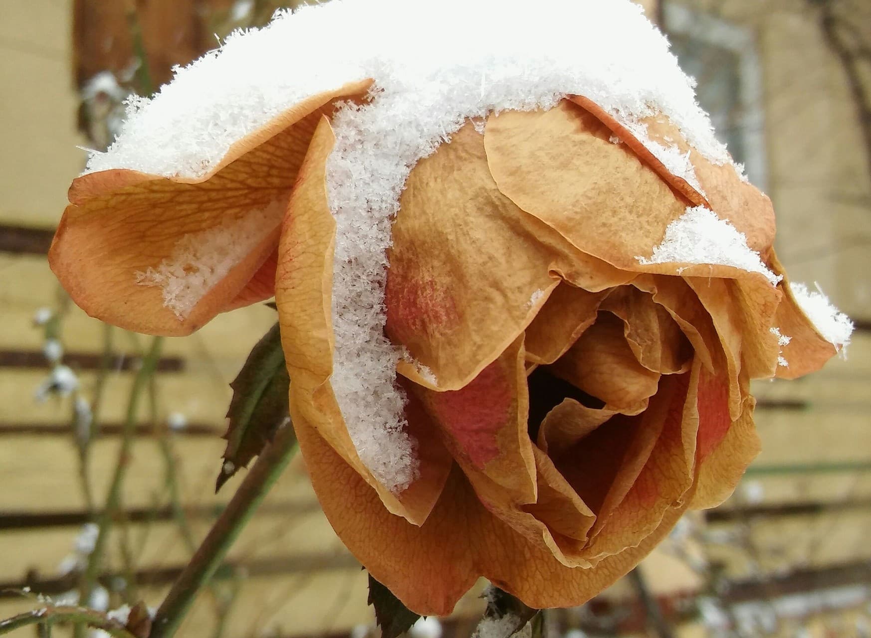 Rose