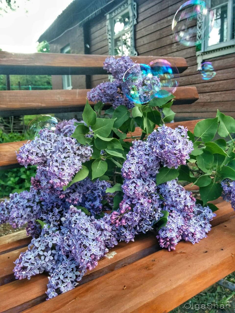 Сирень