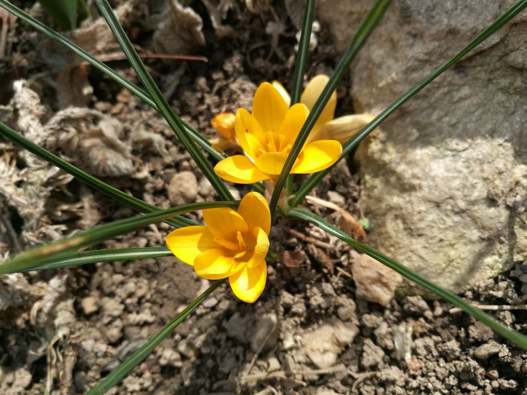 Crocus