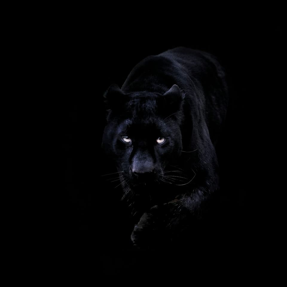black panther