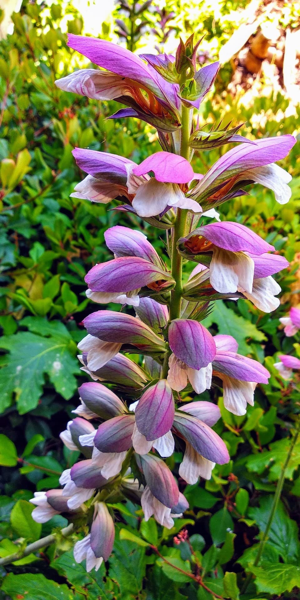 Flor