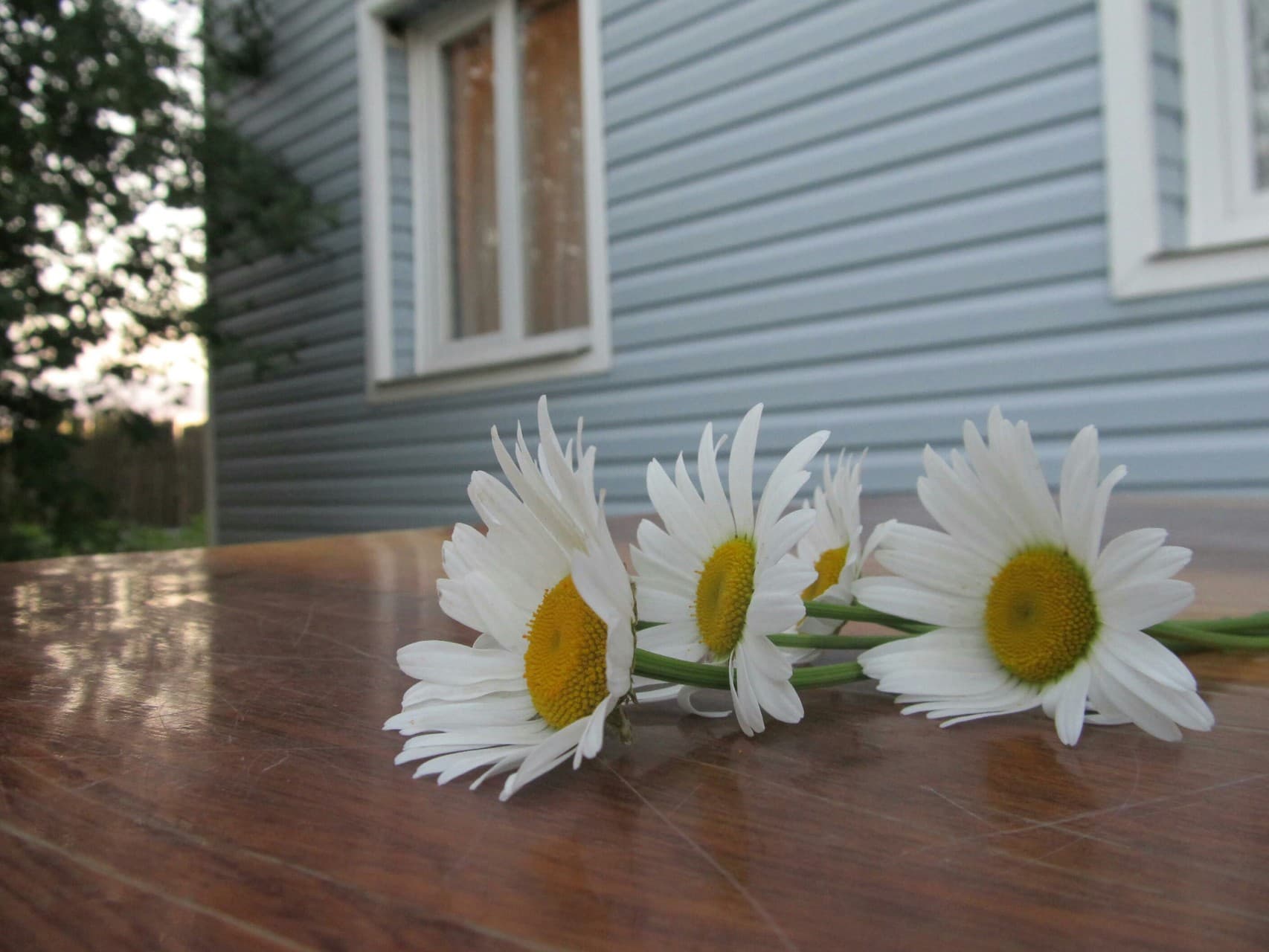 chamomile