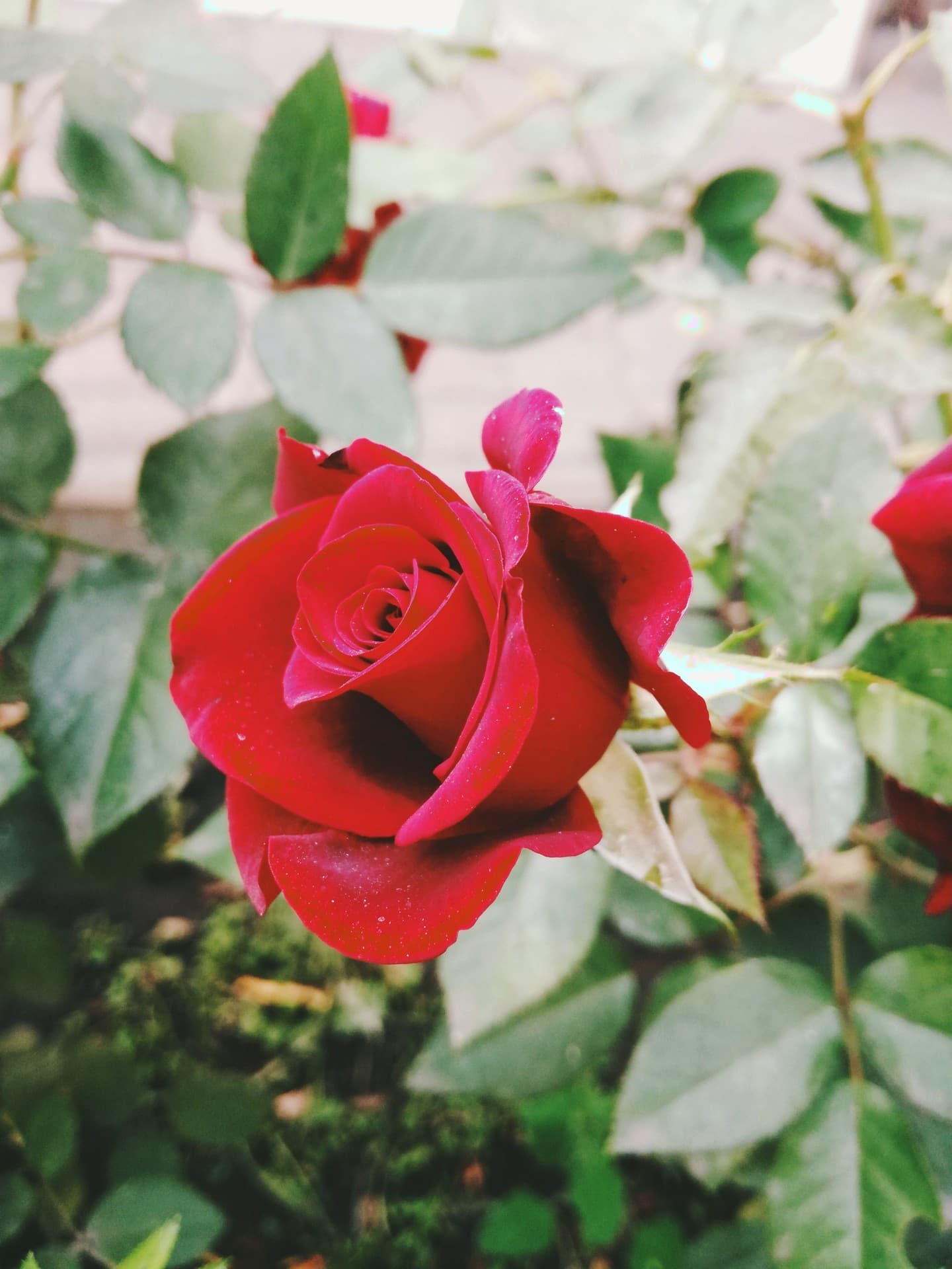 роза #red #rose #flora