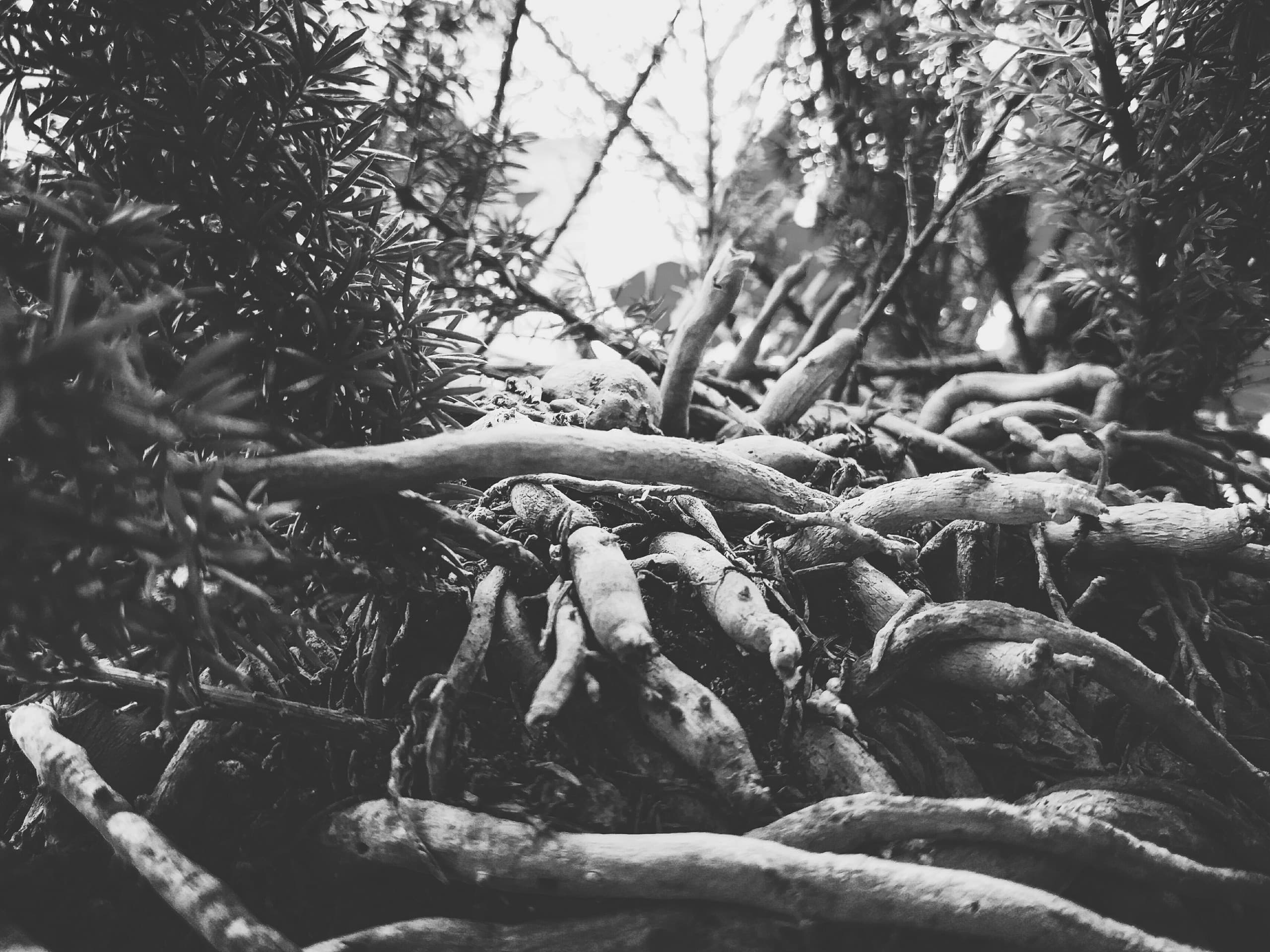 DARK LIGHT