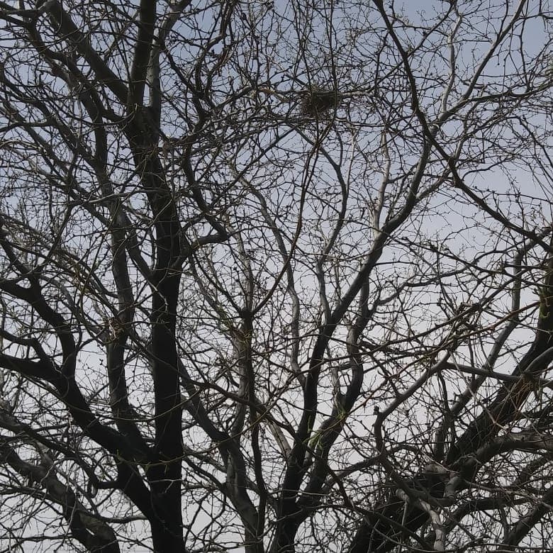 Trees