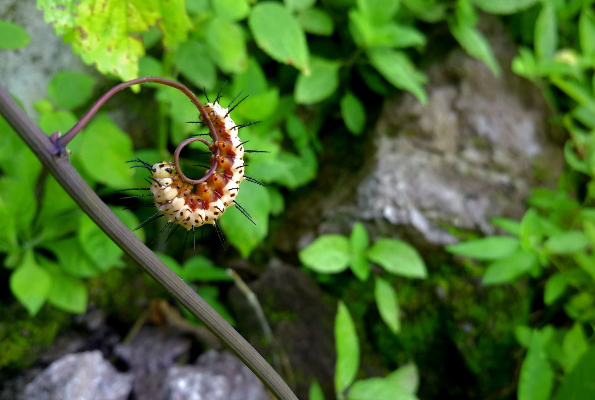 ORUGA NARANJA (SAN LORENZO, GRO).