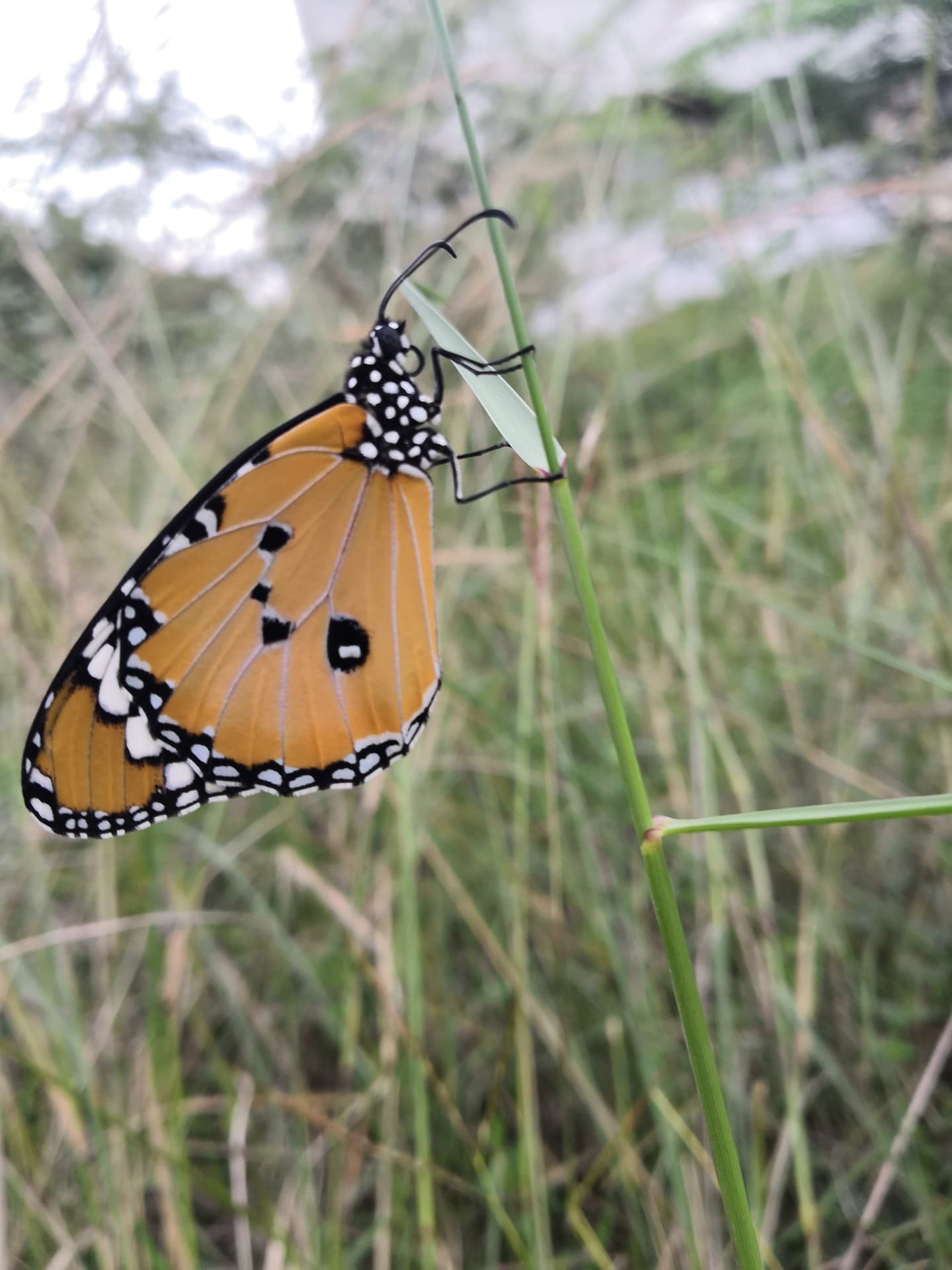 butterfly