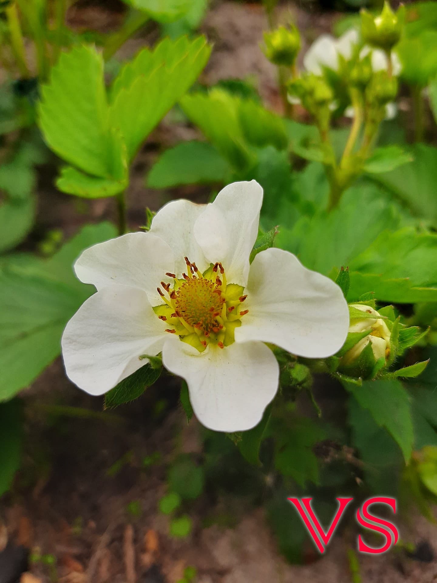 strawberry flowers