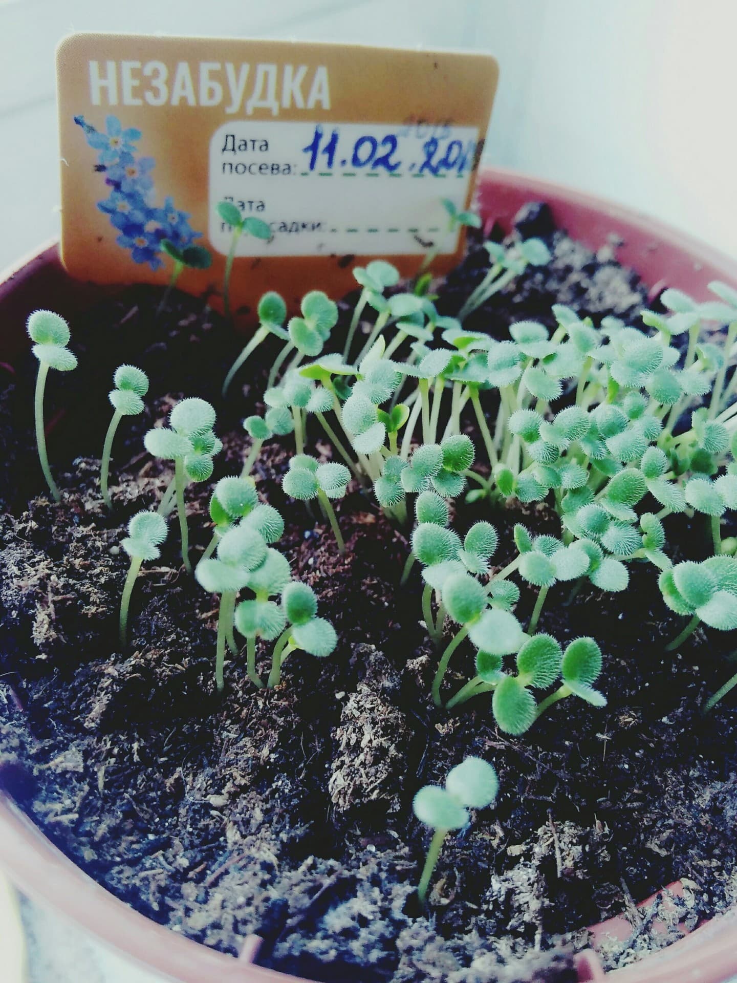 shoot of "forget-me-not"