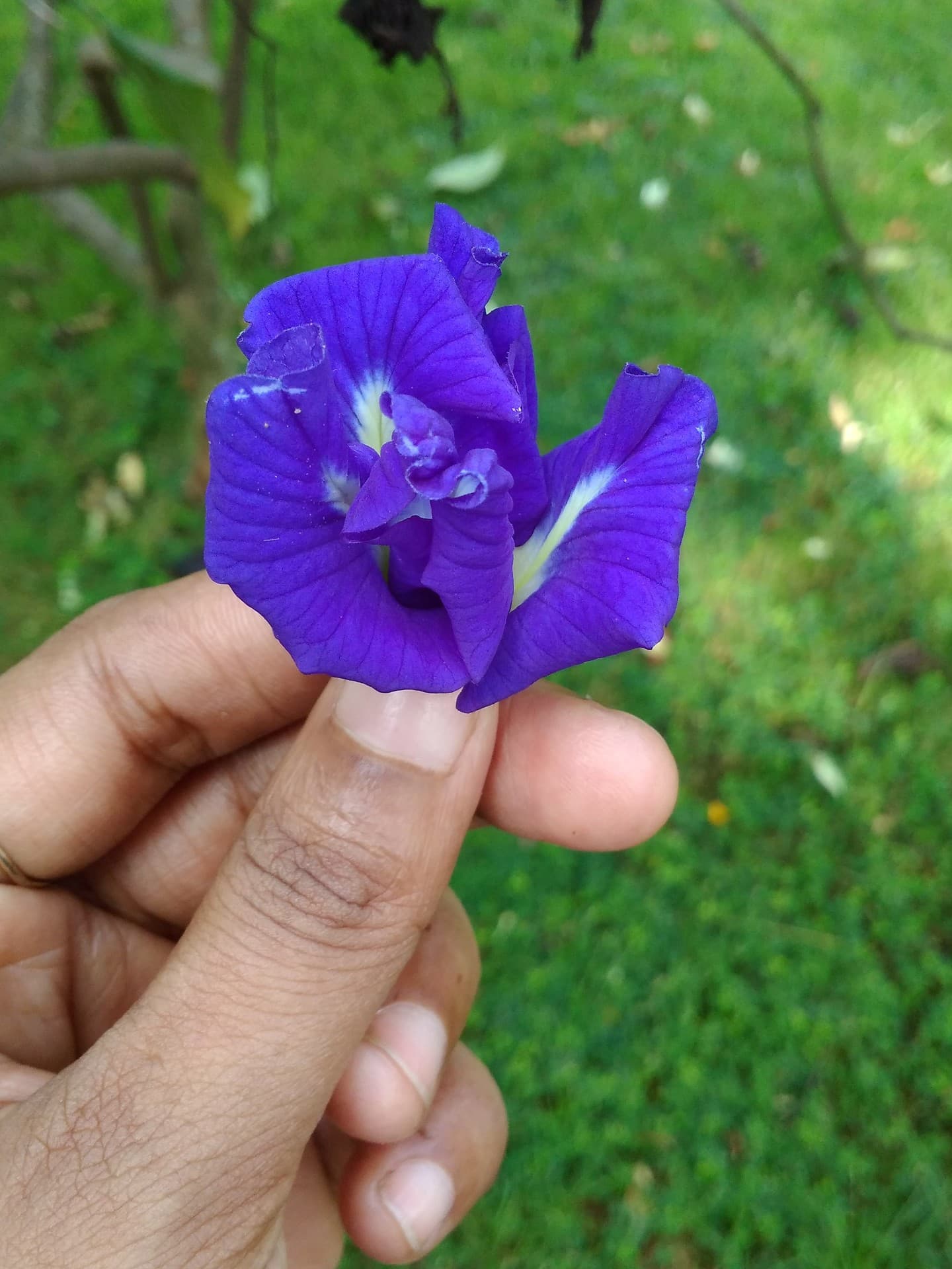 Blue clitoria