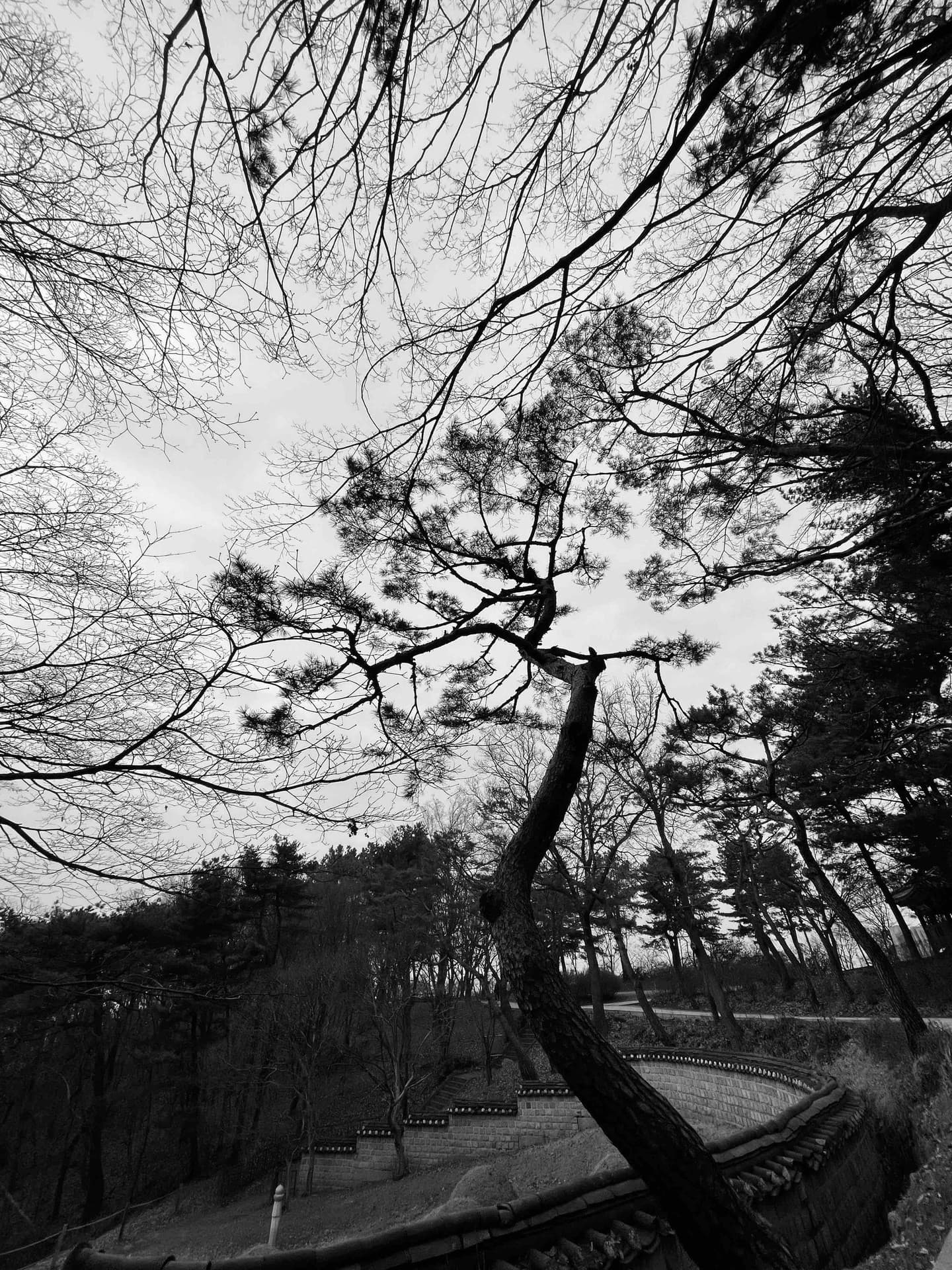 Finetree