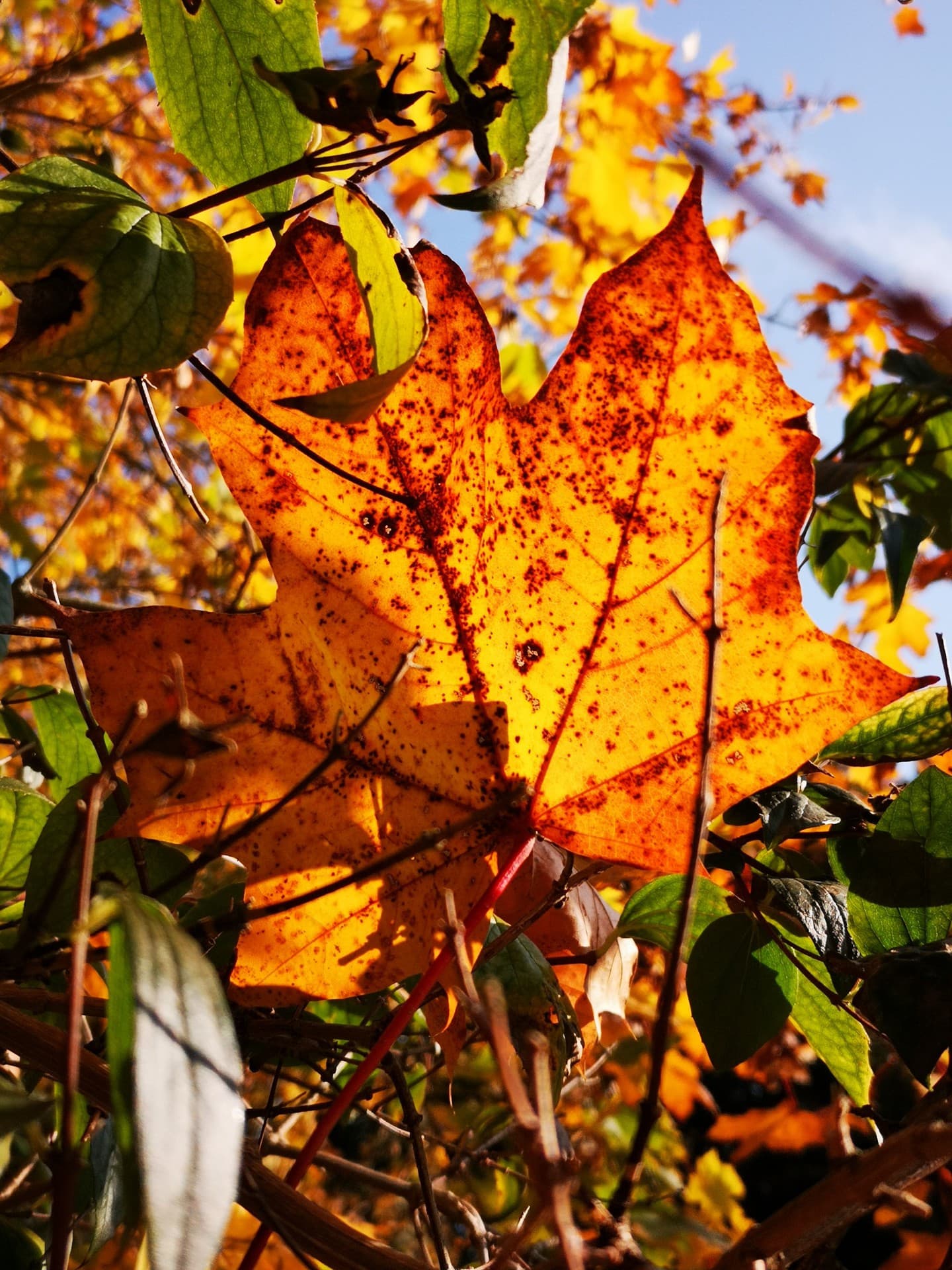Ahornblatt in Herbstfarben