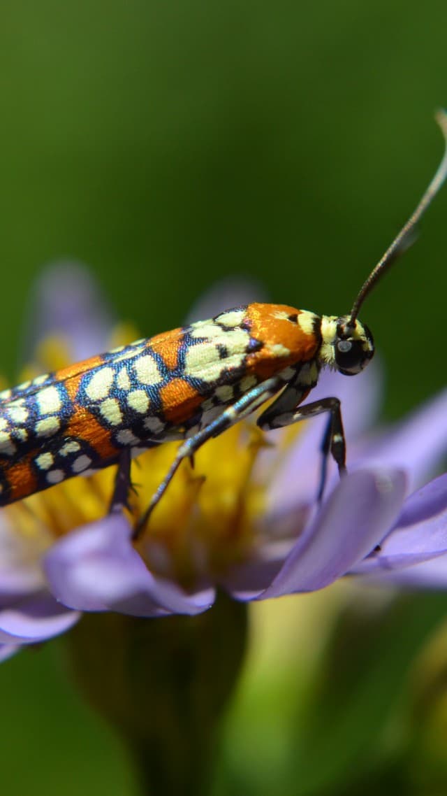 insect