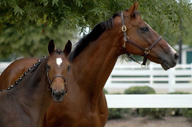 Thoroughbred