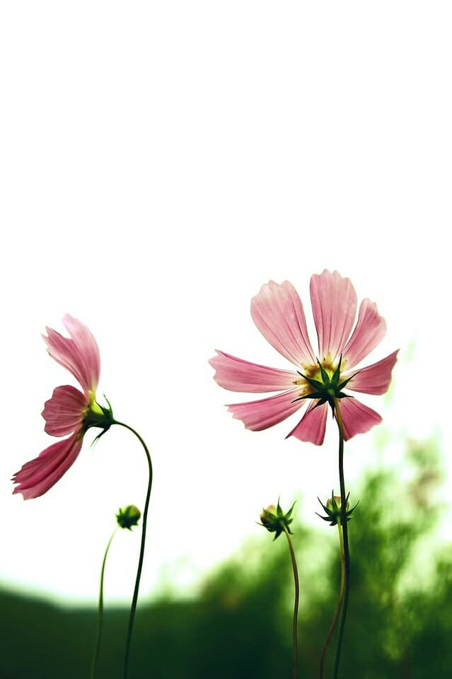 COSMOS