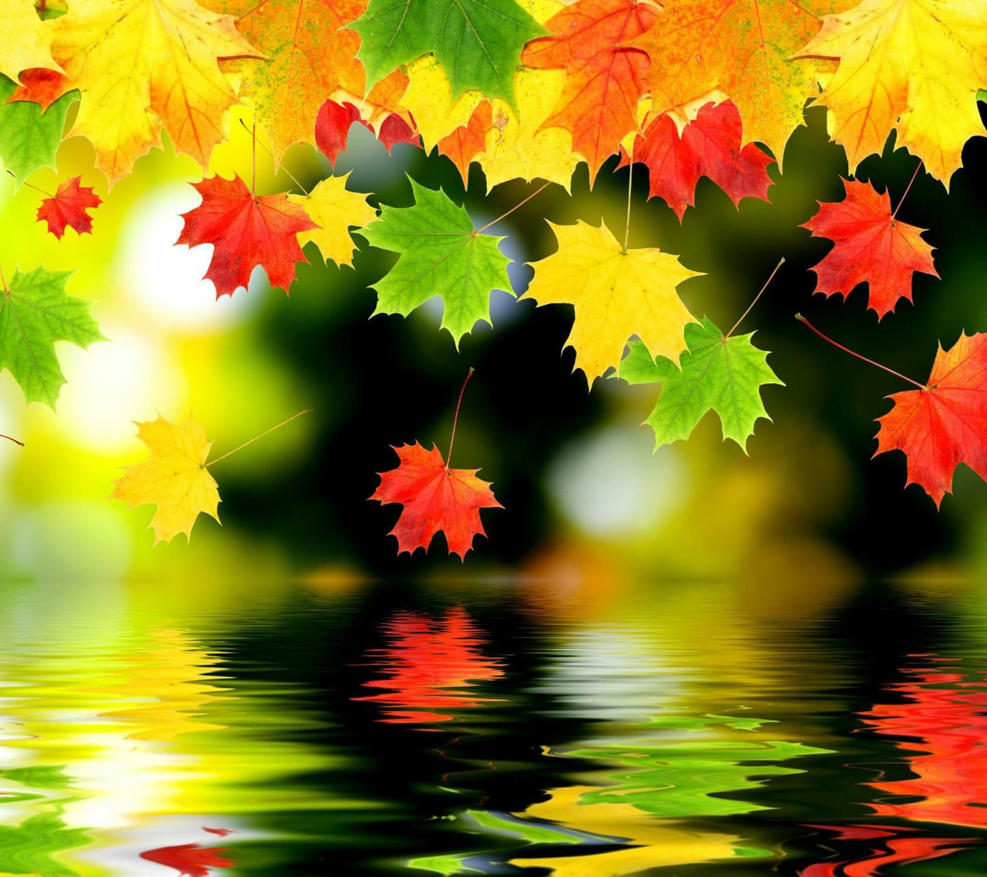 leaves