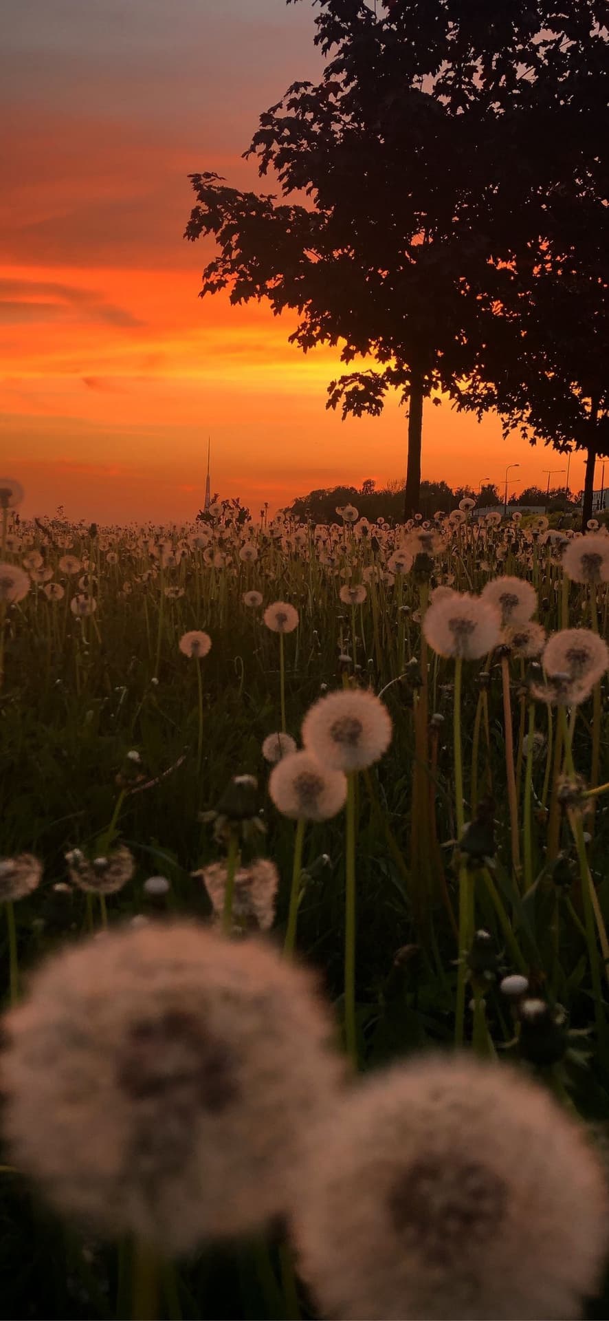 dandelion