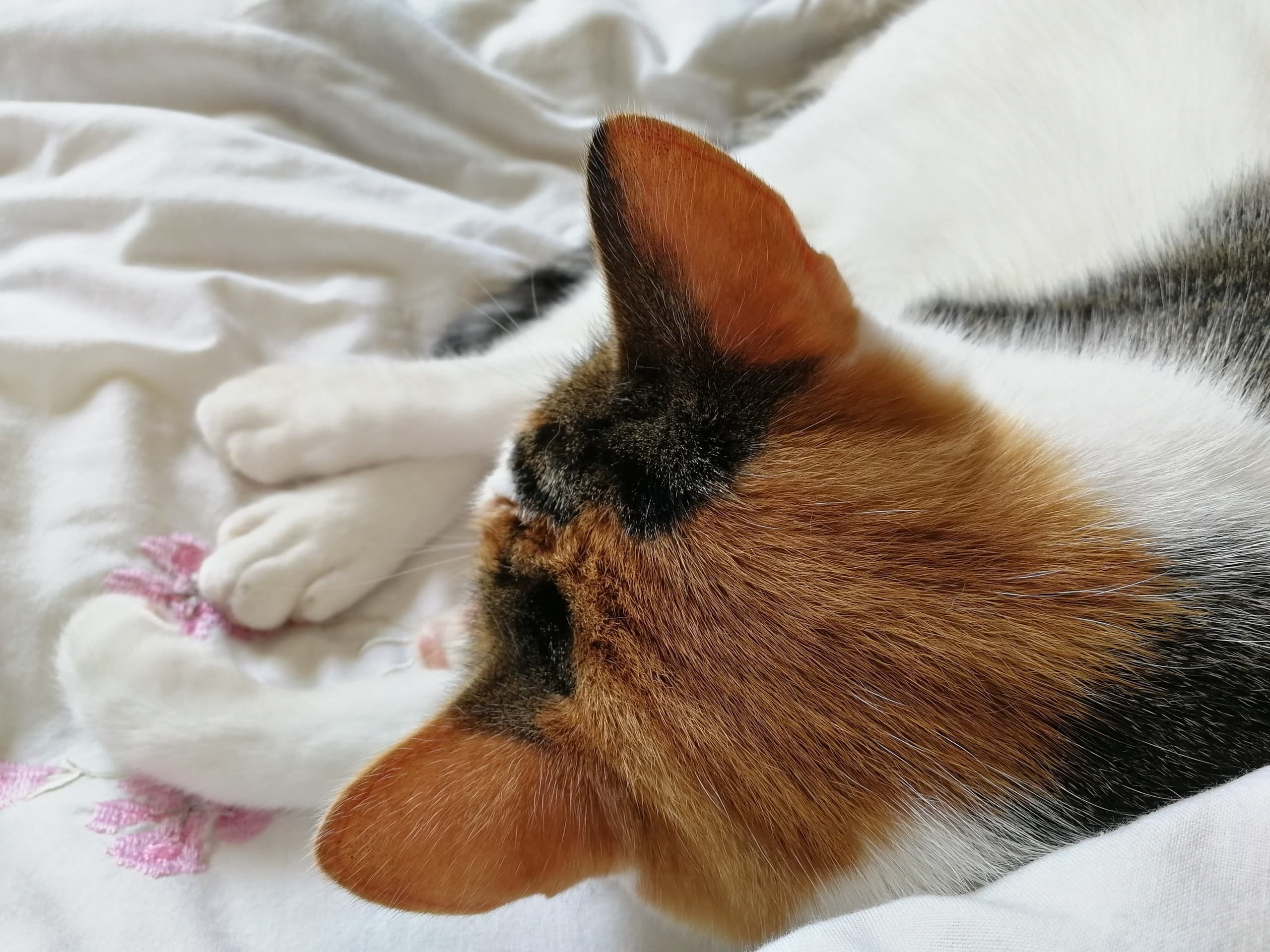 ears
