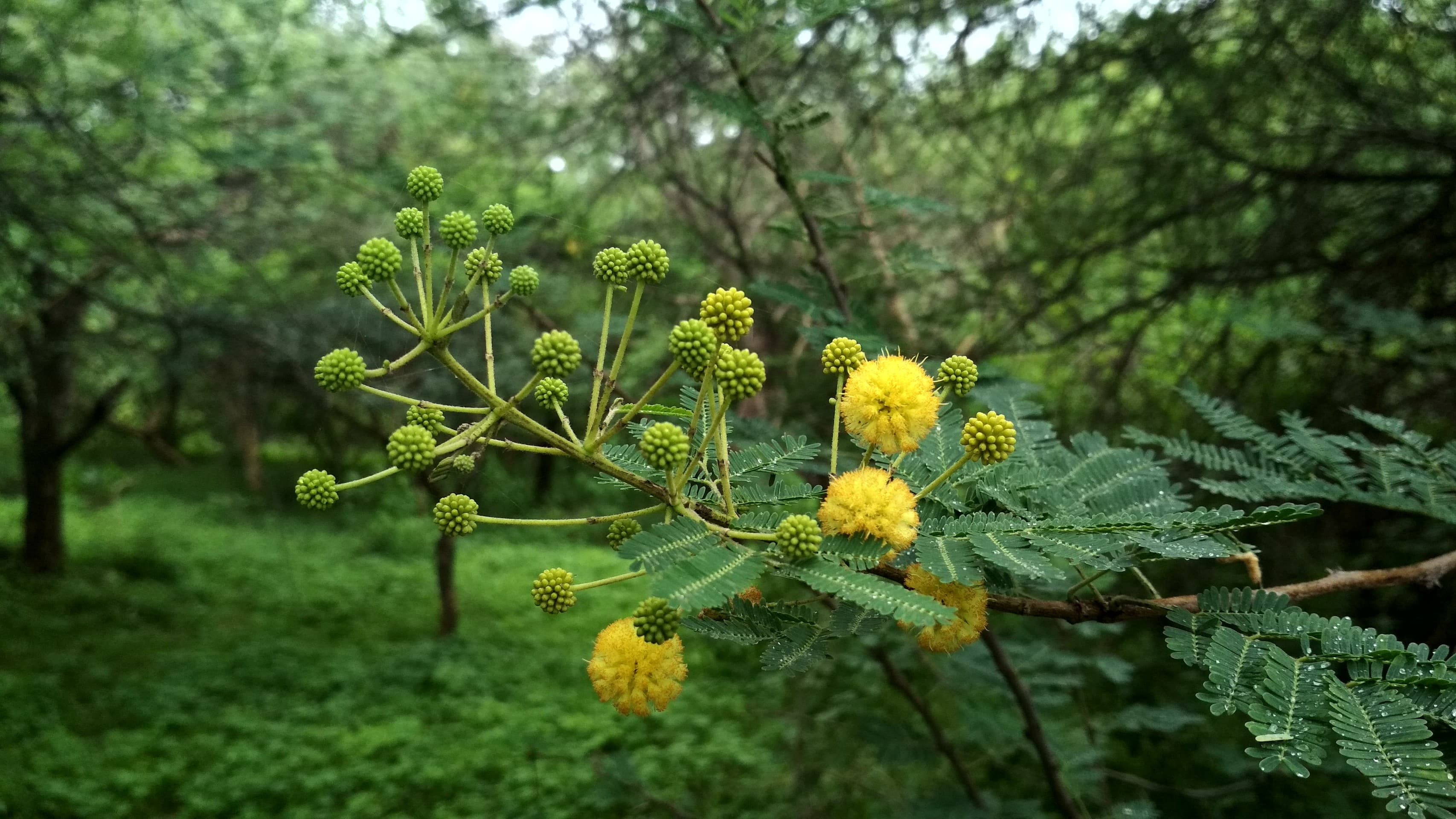 flower