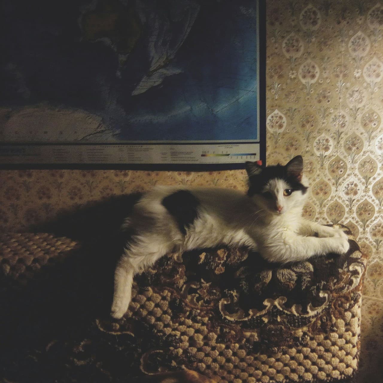 Котейка.