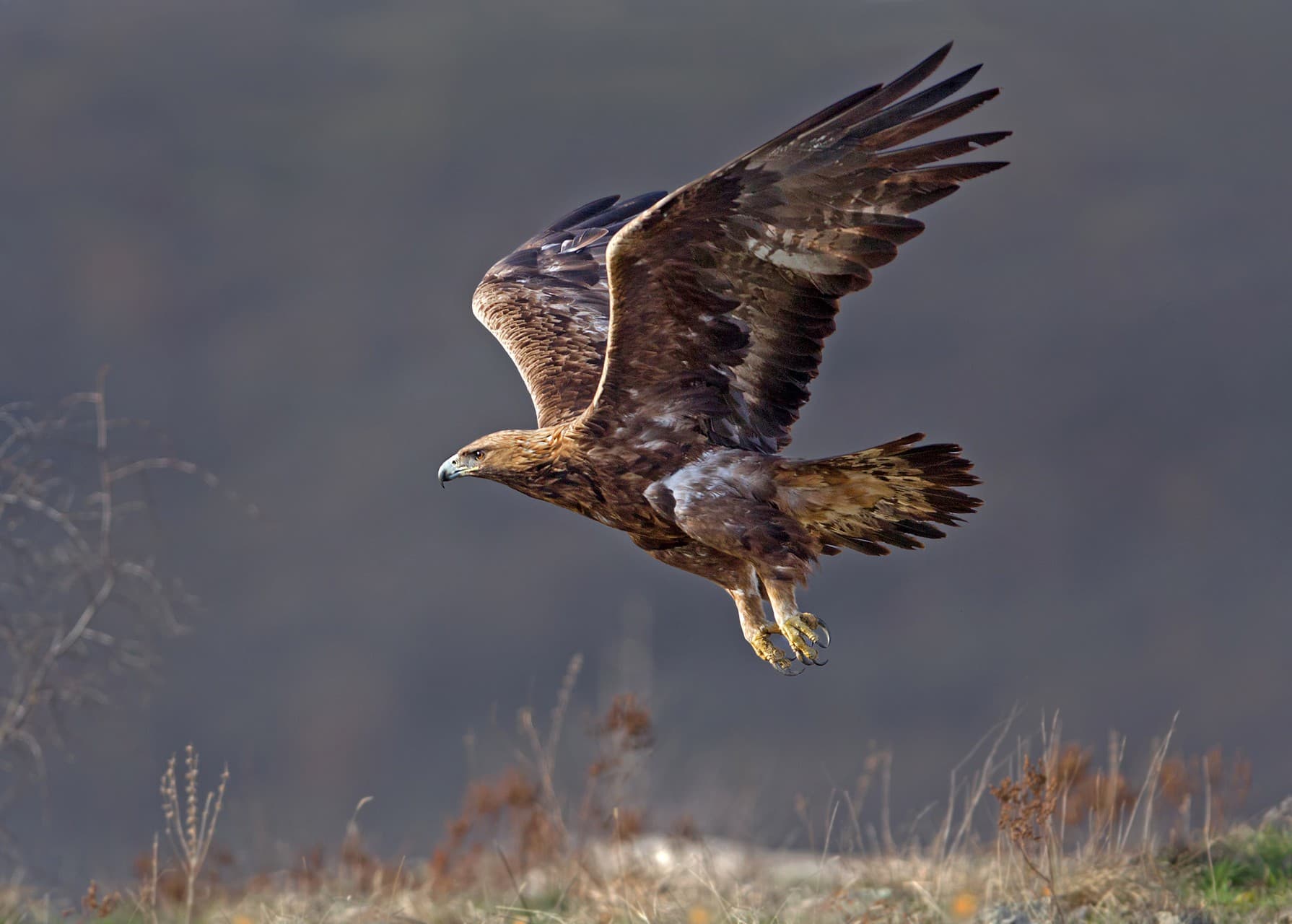 GOLDEN EAGLE