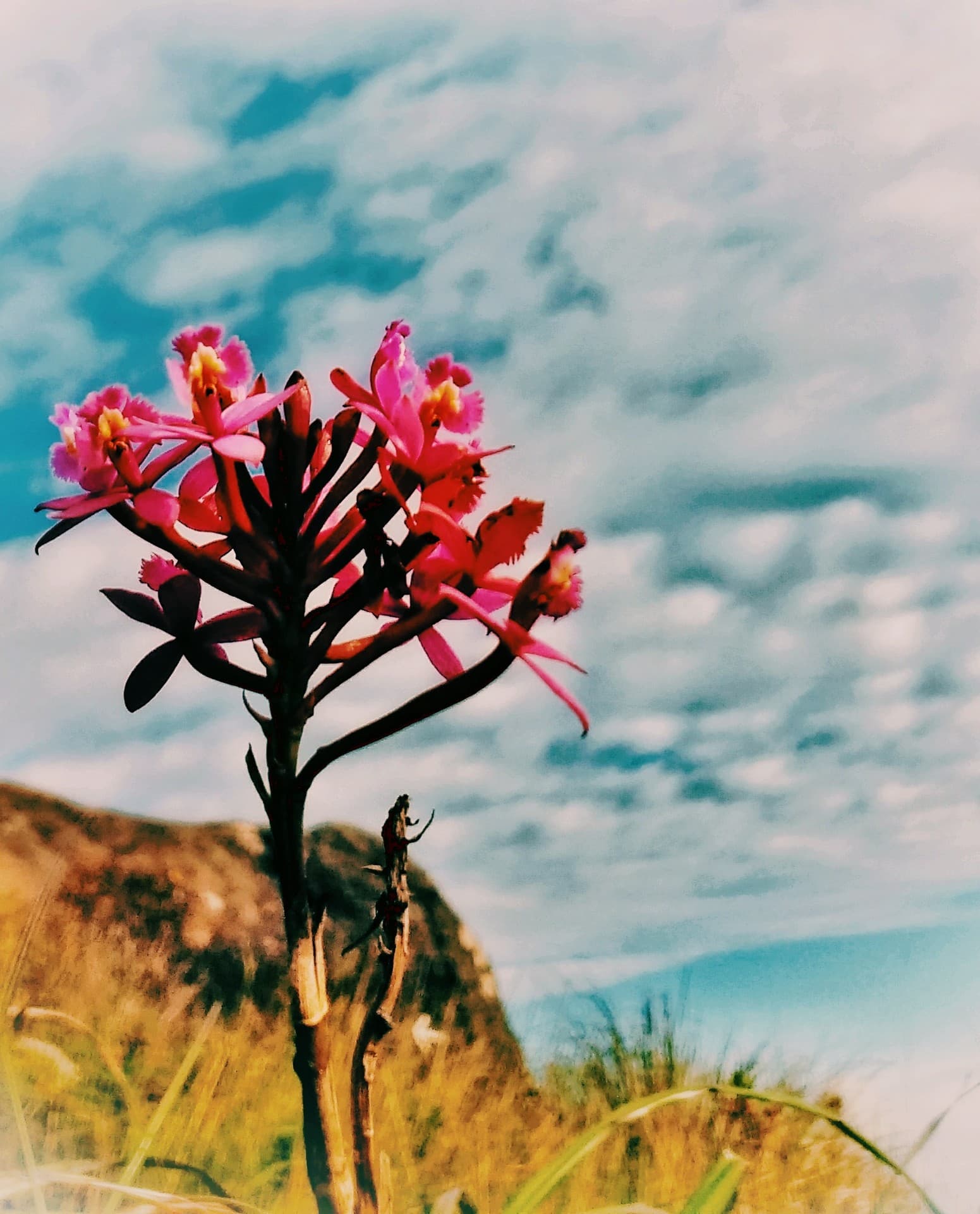 Uma flor no final