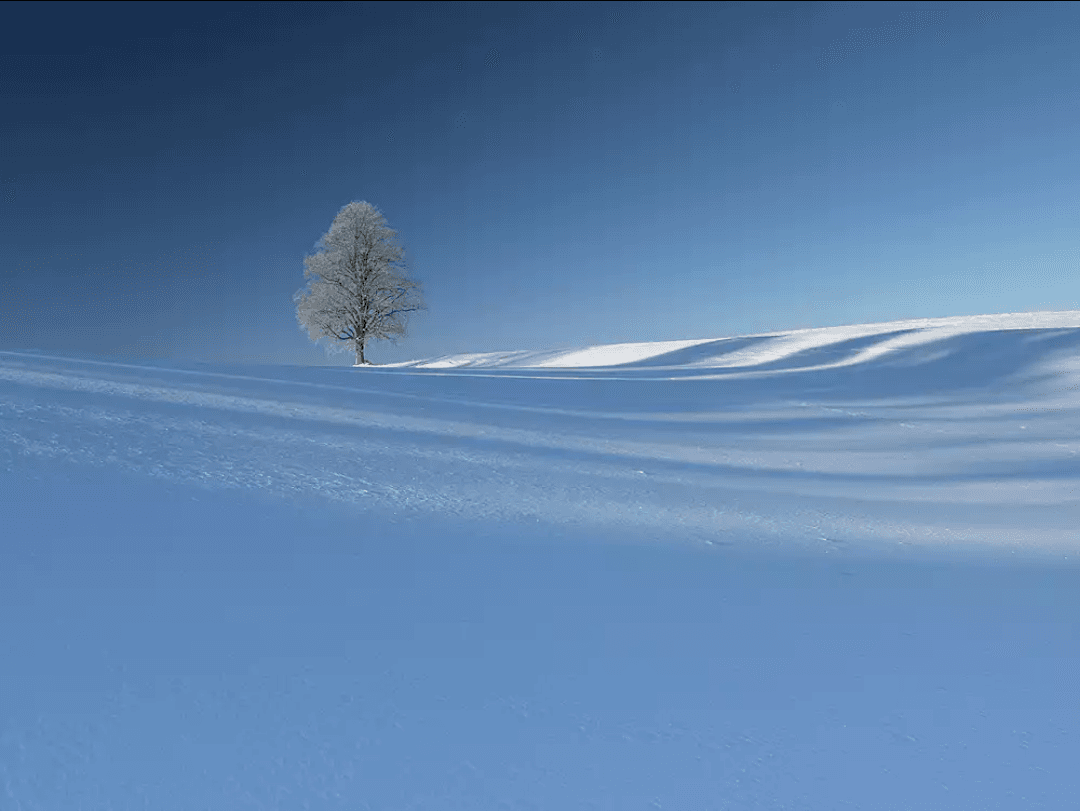 tree