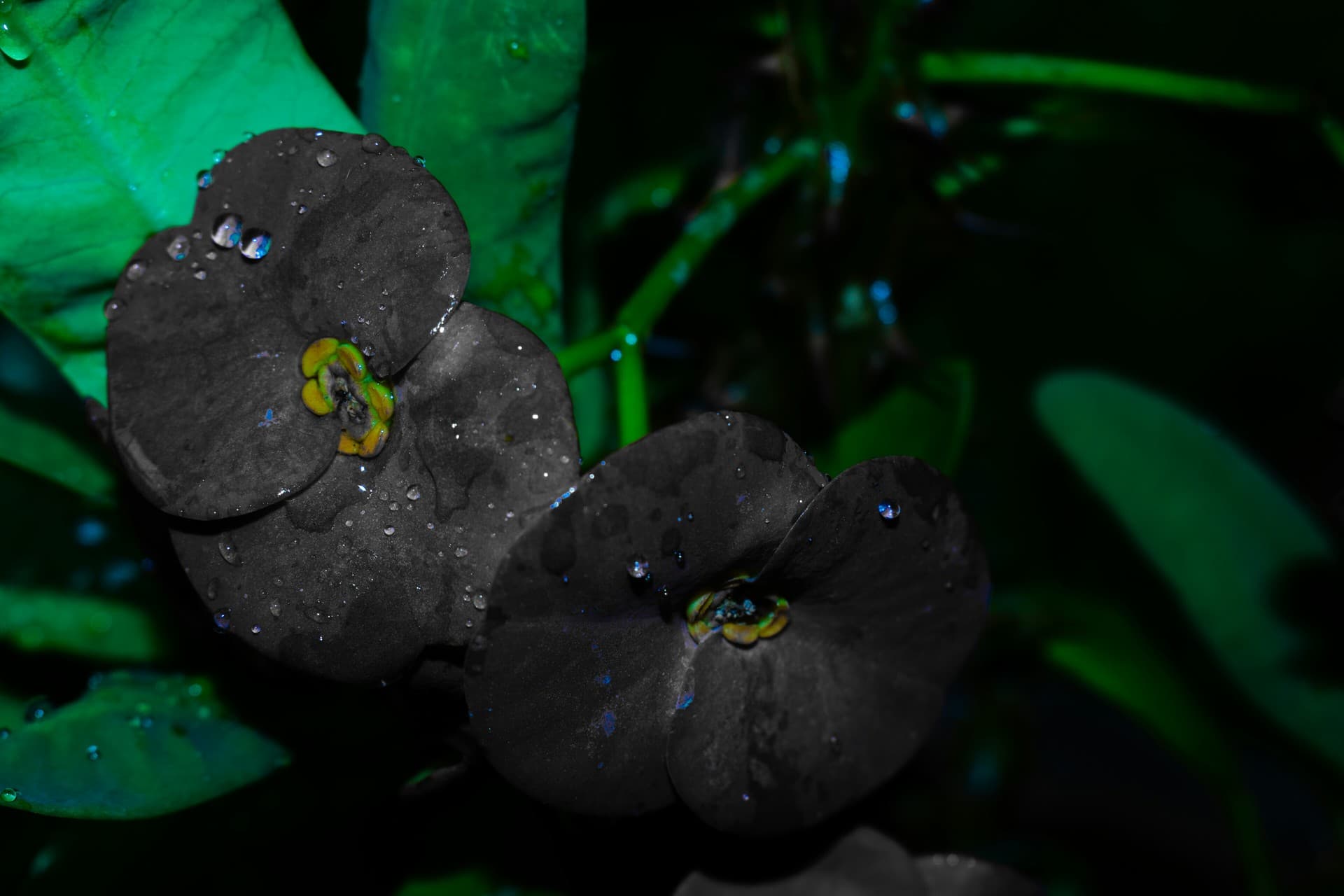 ##Still life photography