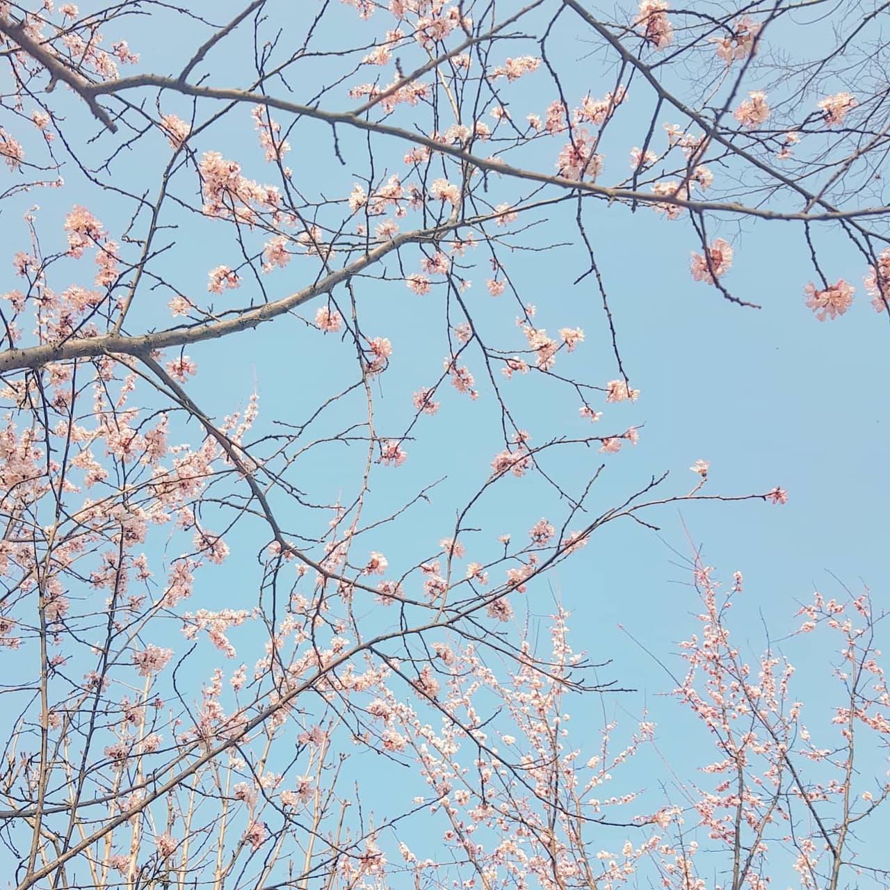 벚꽃