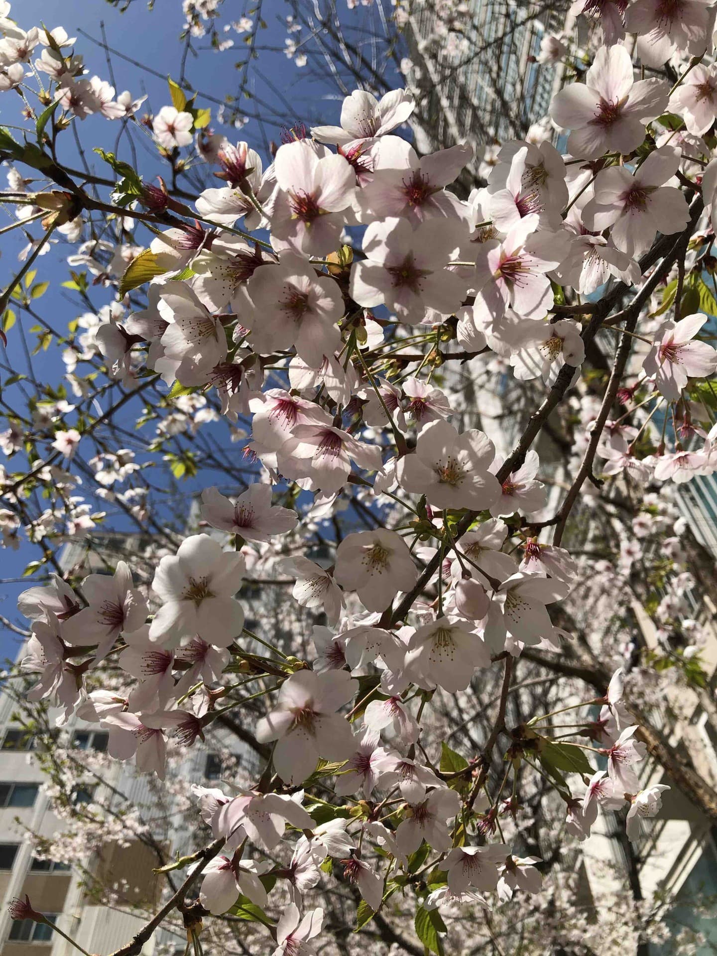 Spring cherry blossoms