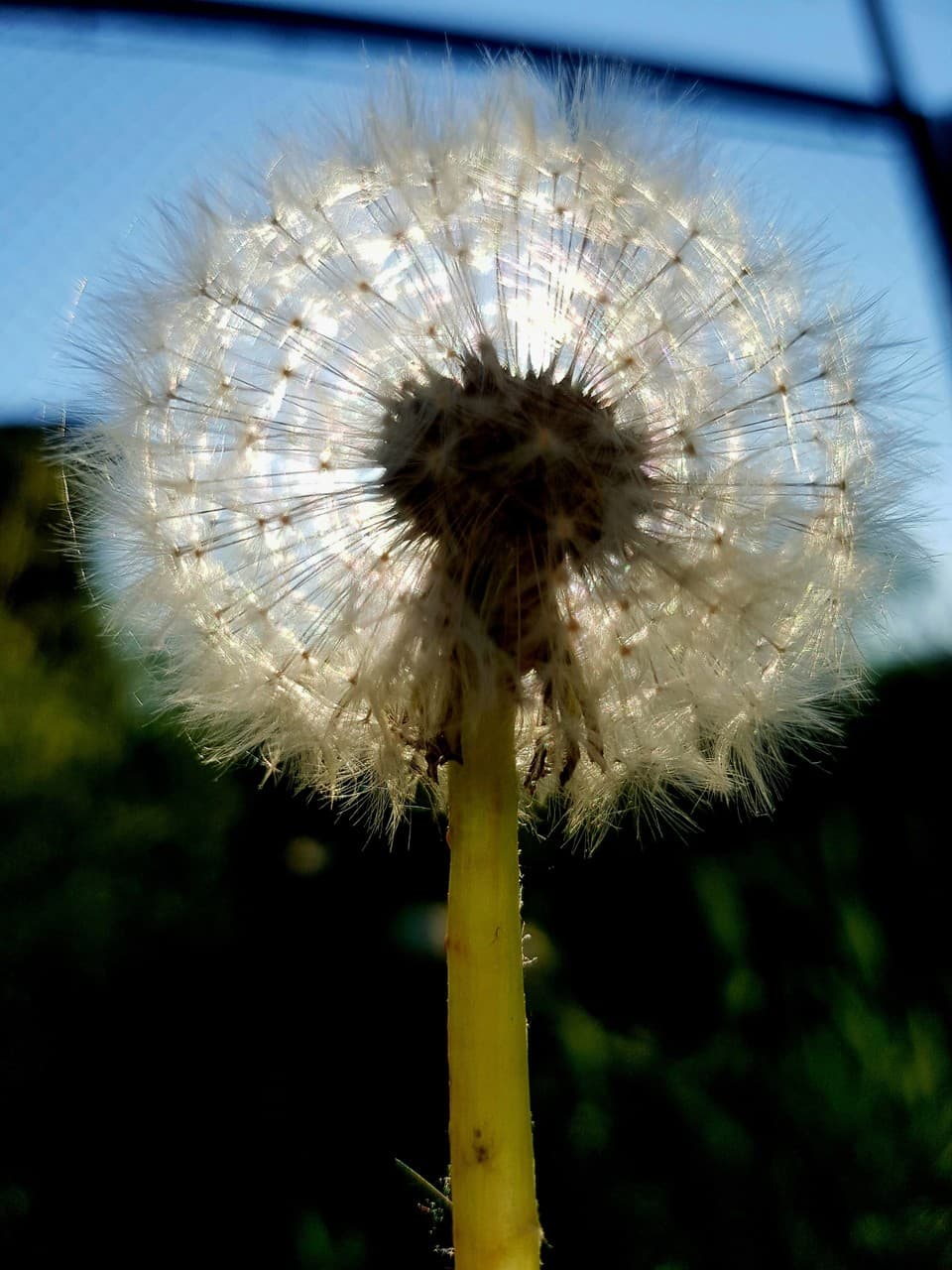 The beauty of a dandelion