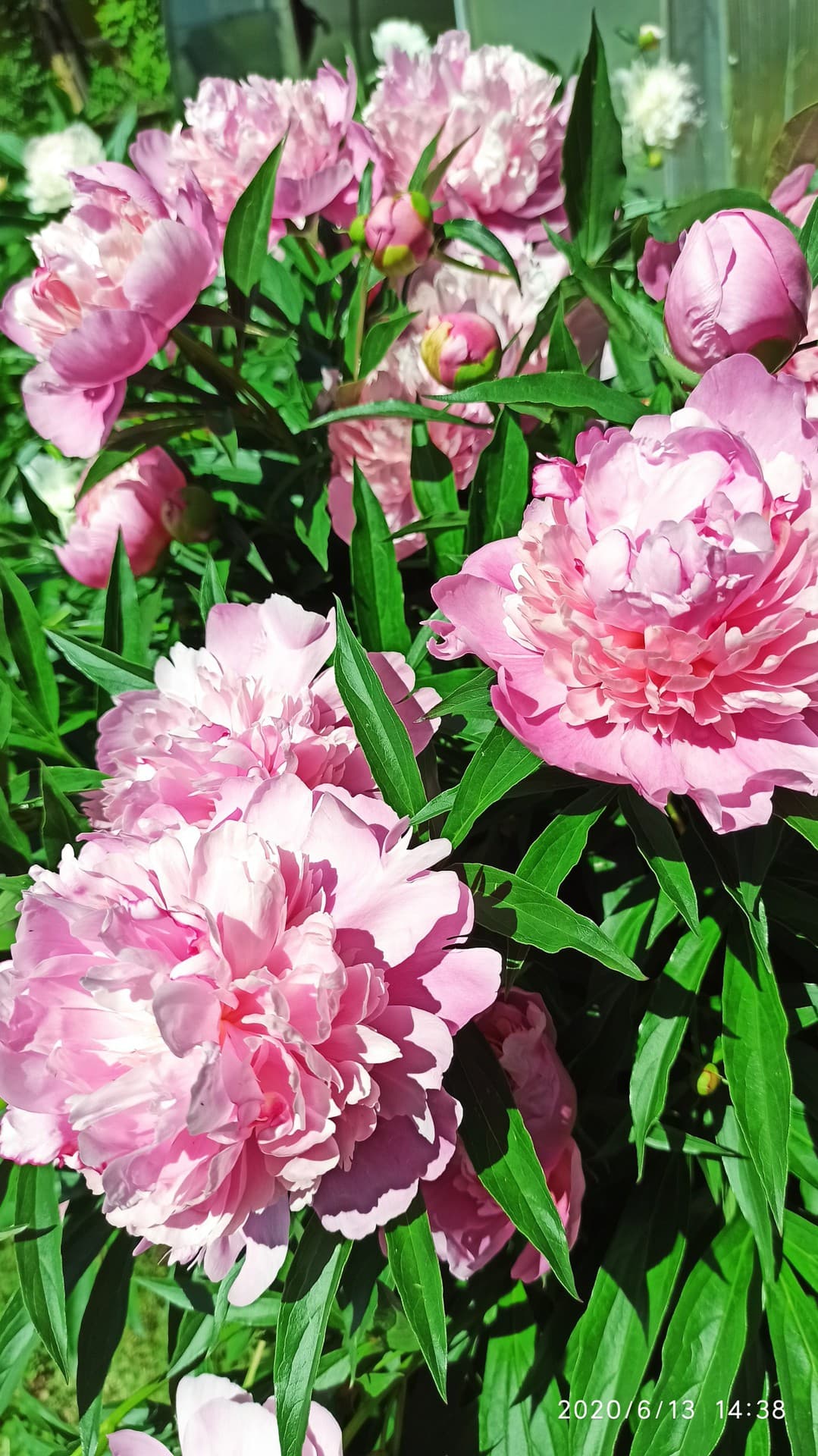 peony