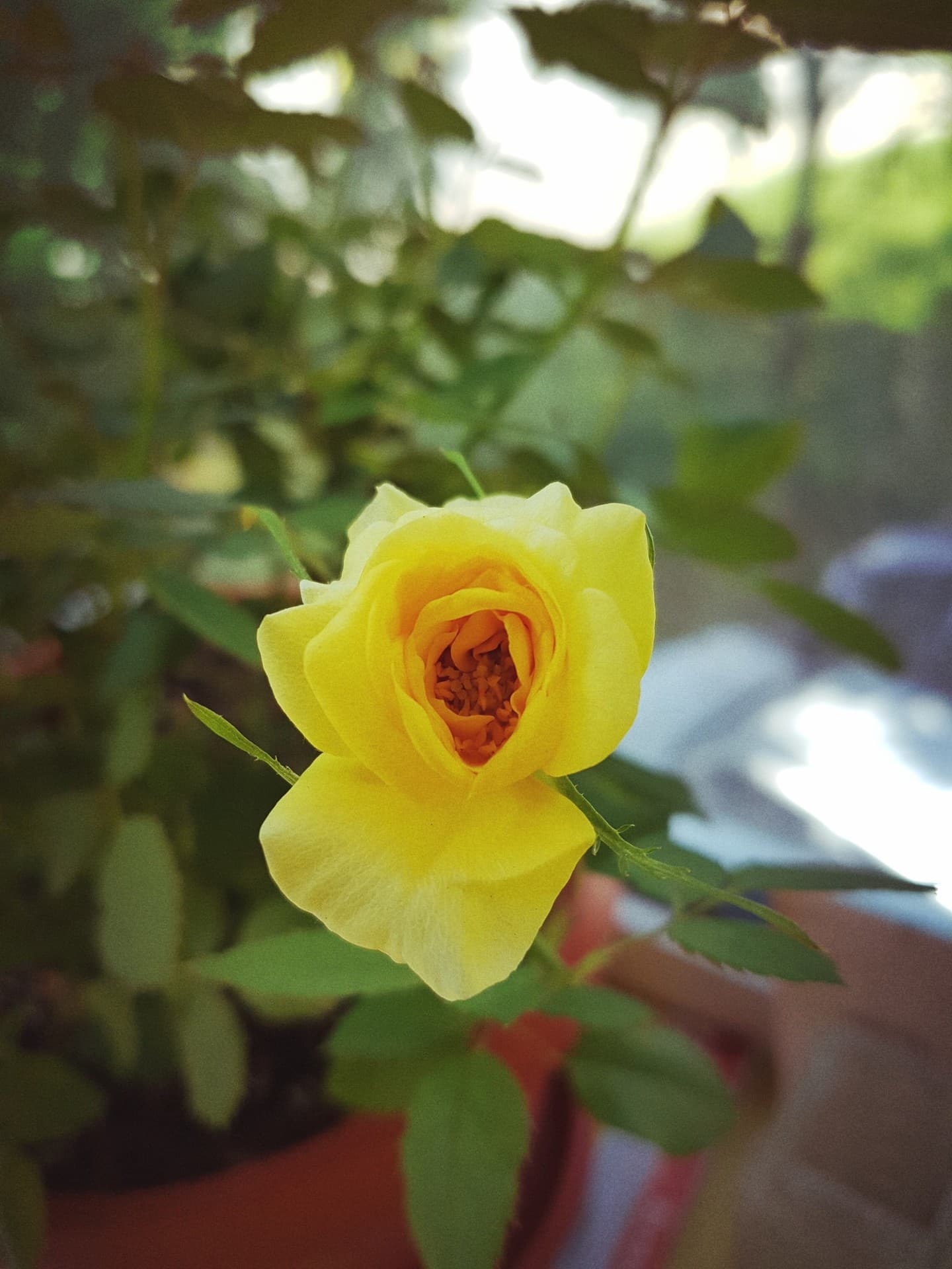 yellow rose