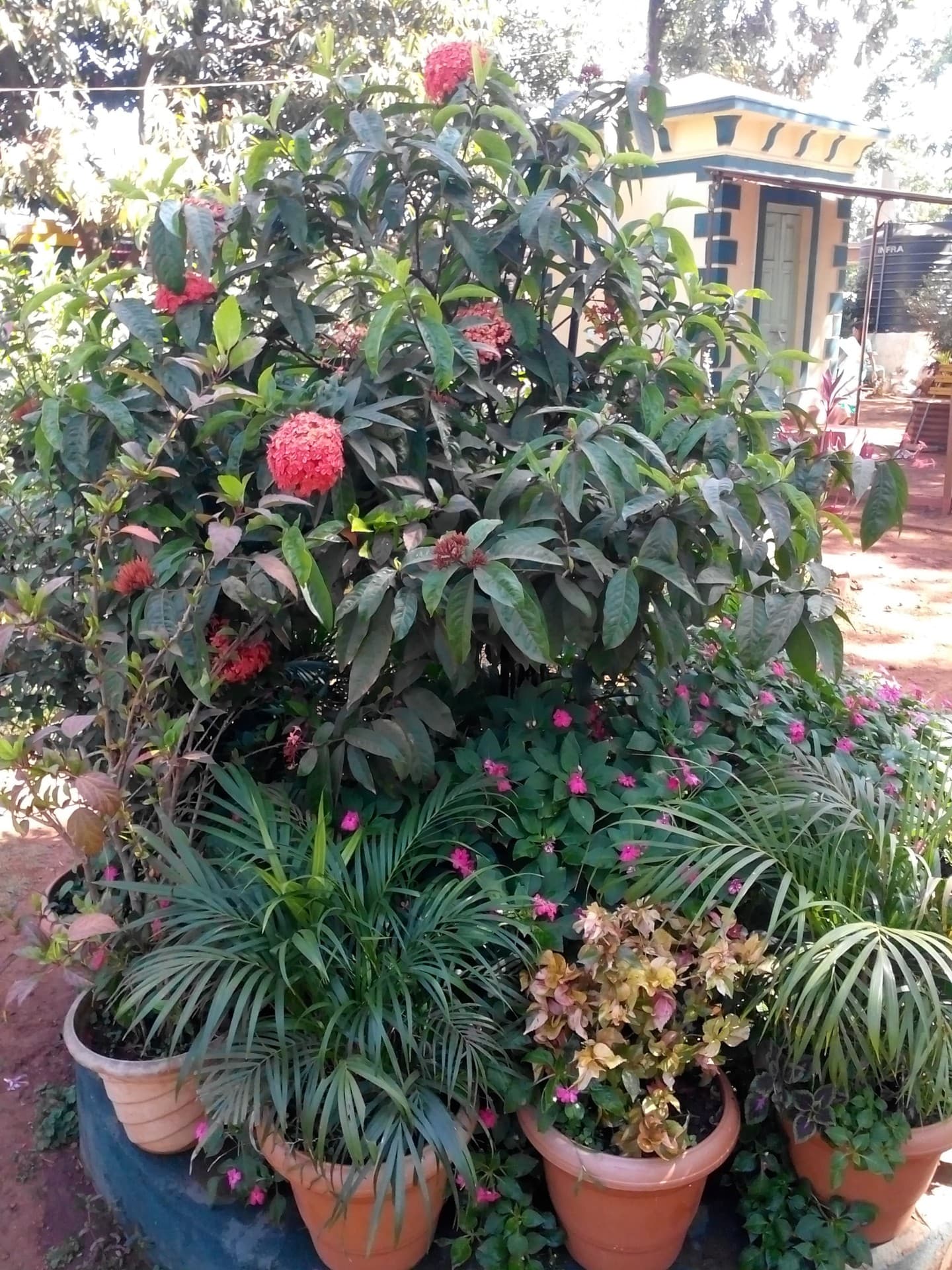 plants