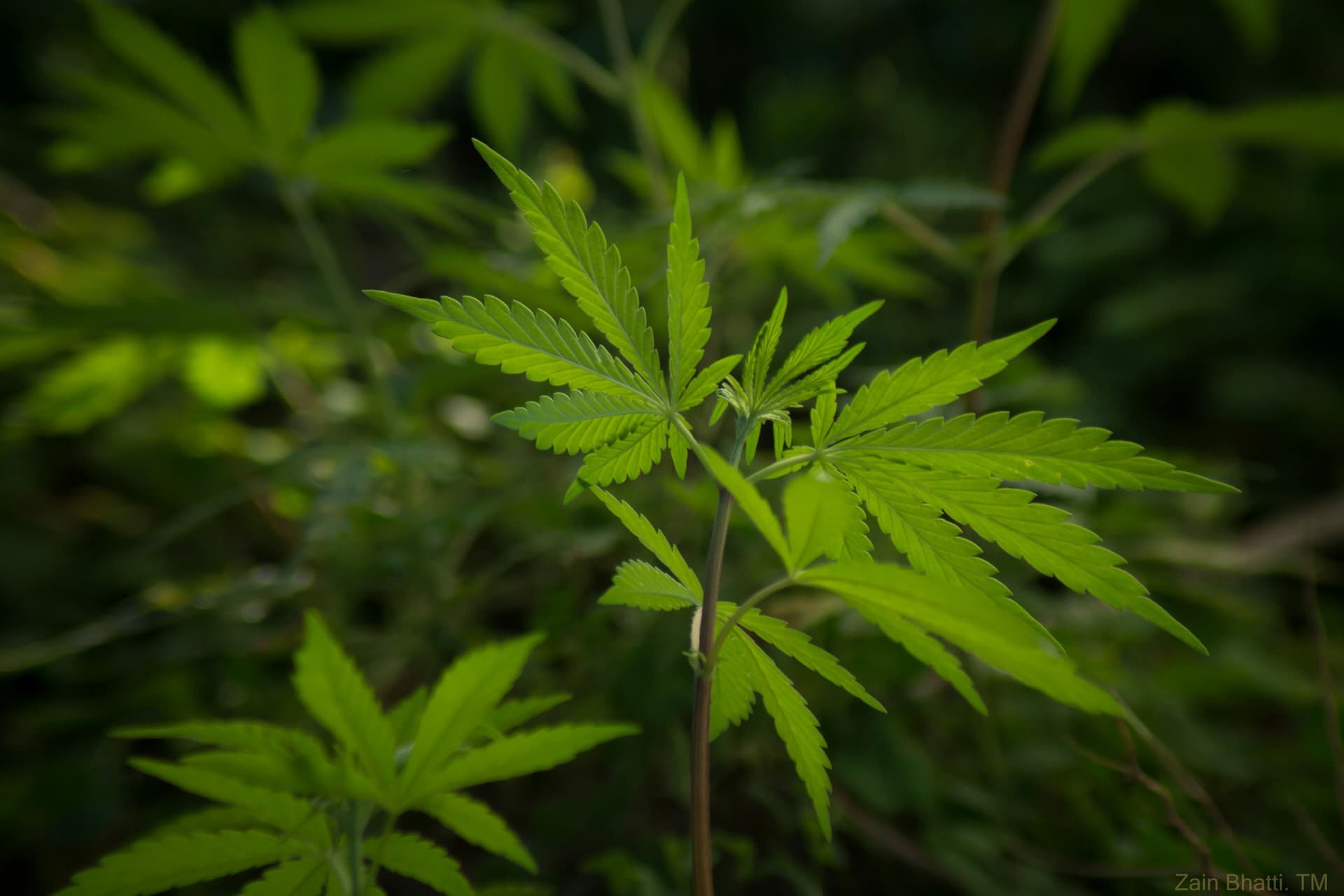 cannabis