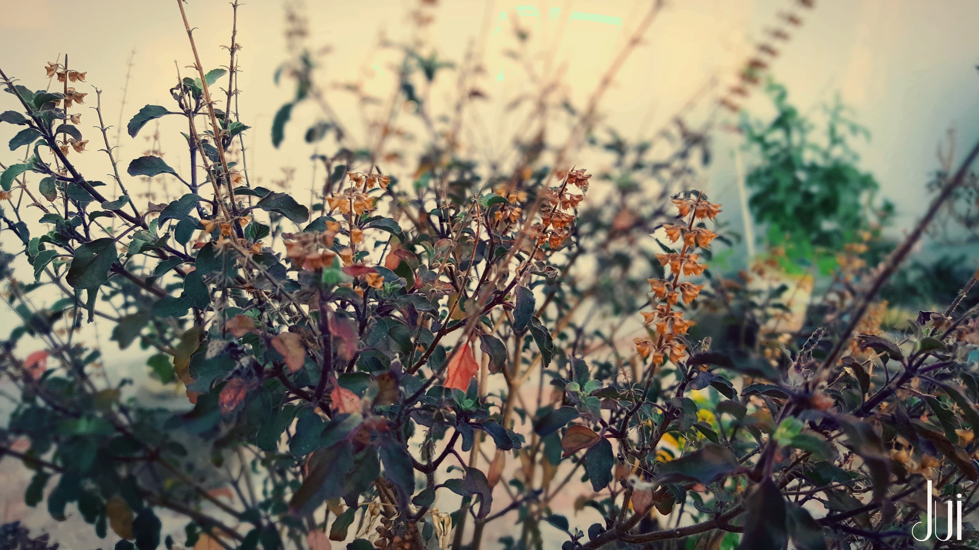 Vanity of Tulsi