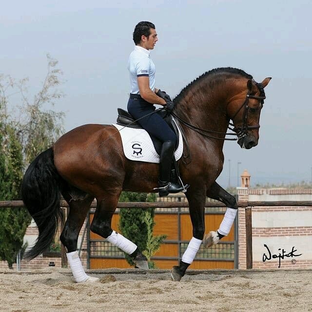 cavalos para competir
