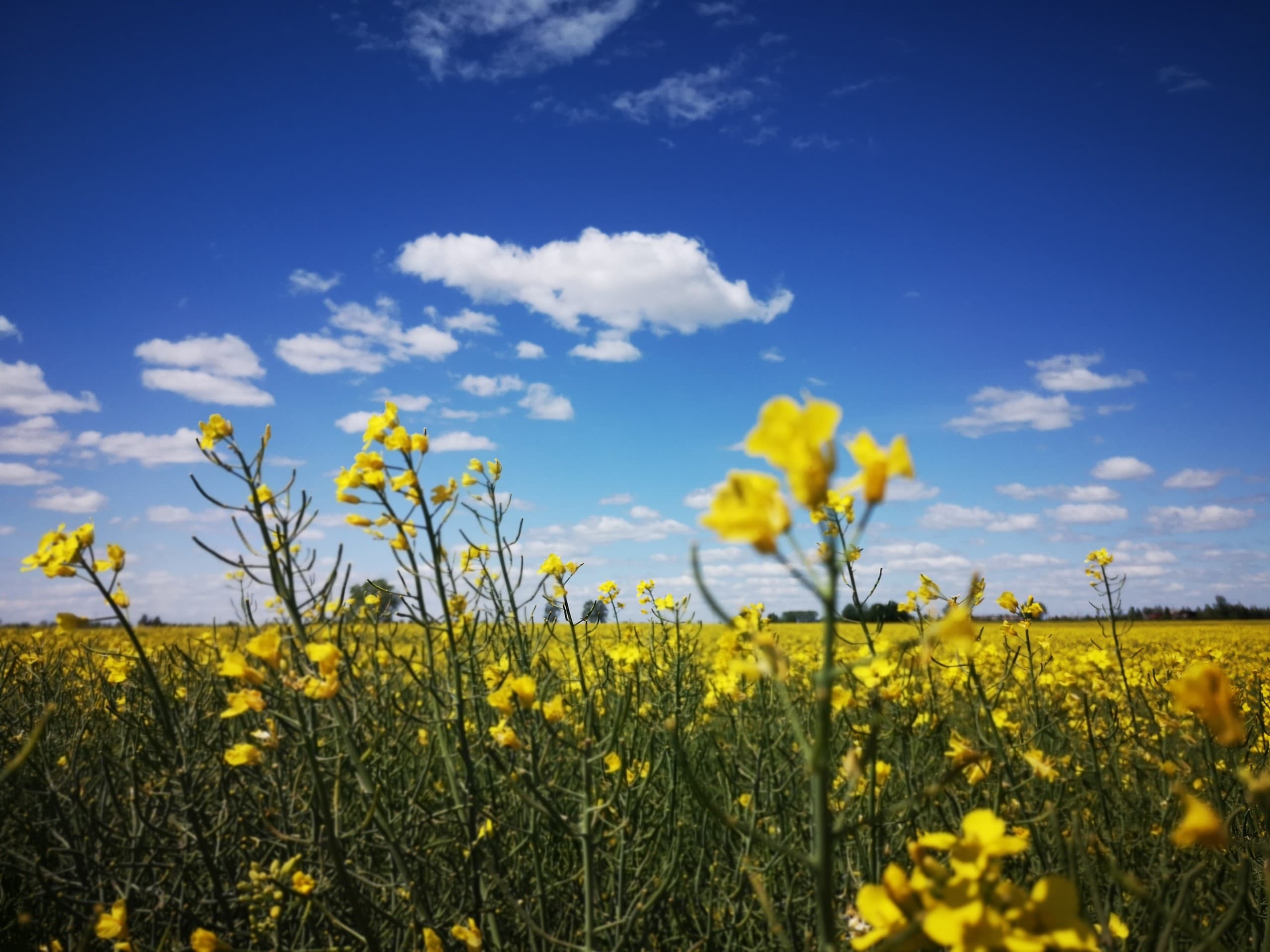 yellow meet blue summer sky