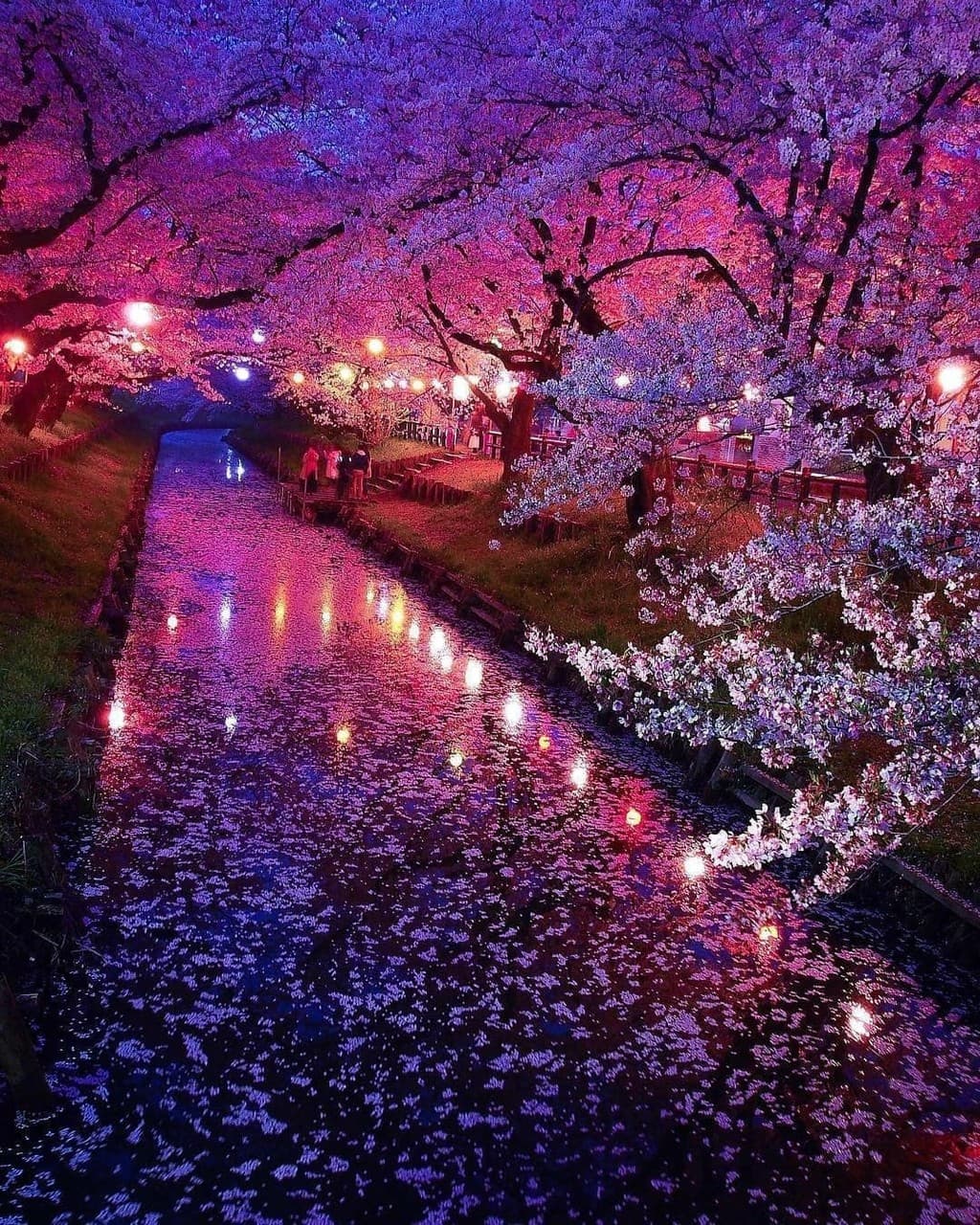 Cherry blossom