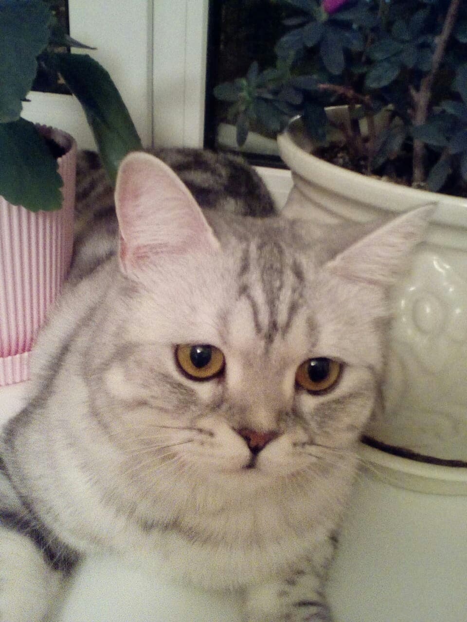 котя