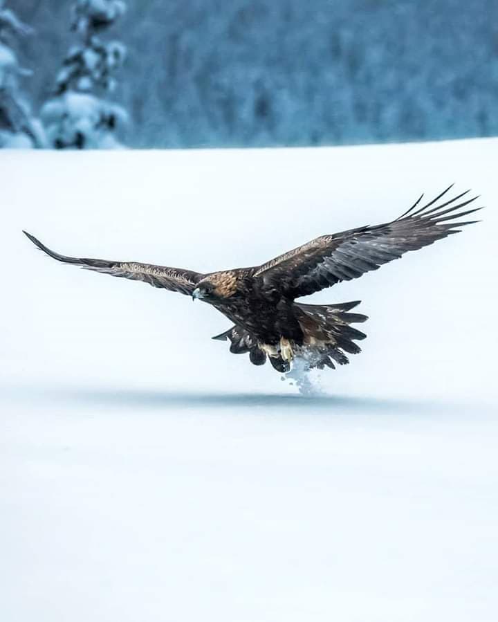 Eagle