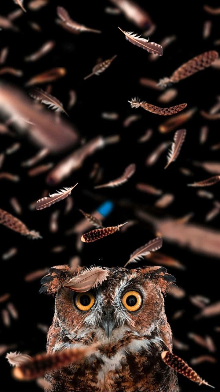 Owl