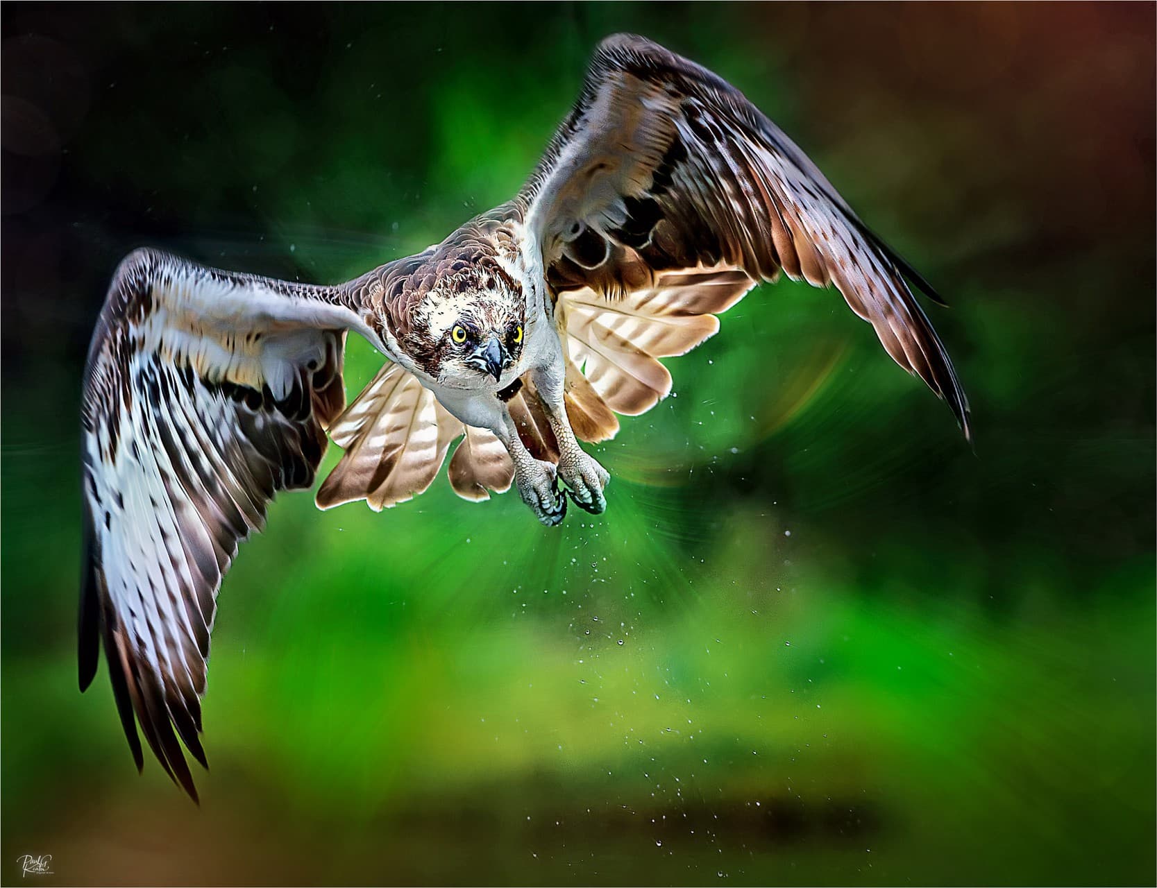 Swooping ....
+ Paul Keates