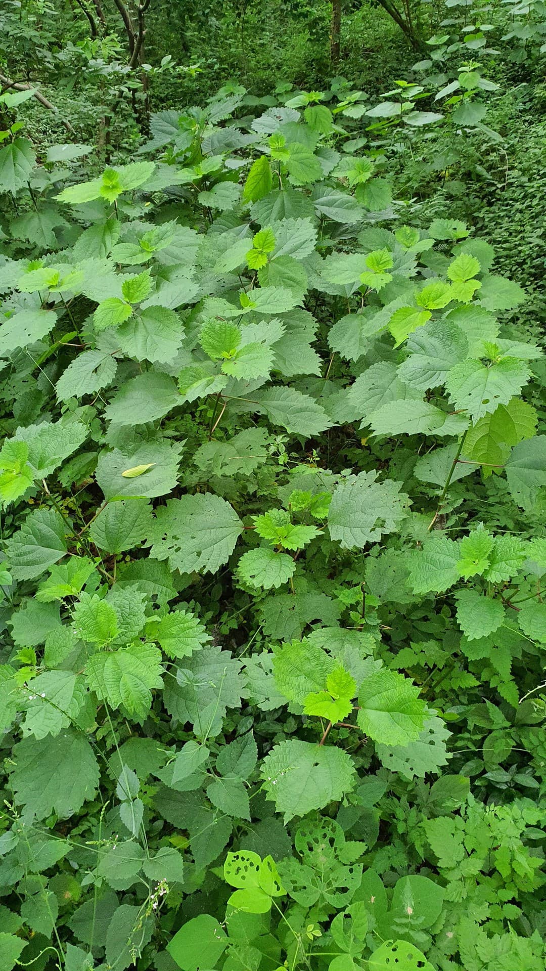 늘푸른(evergreen)