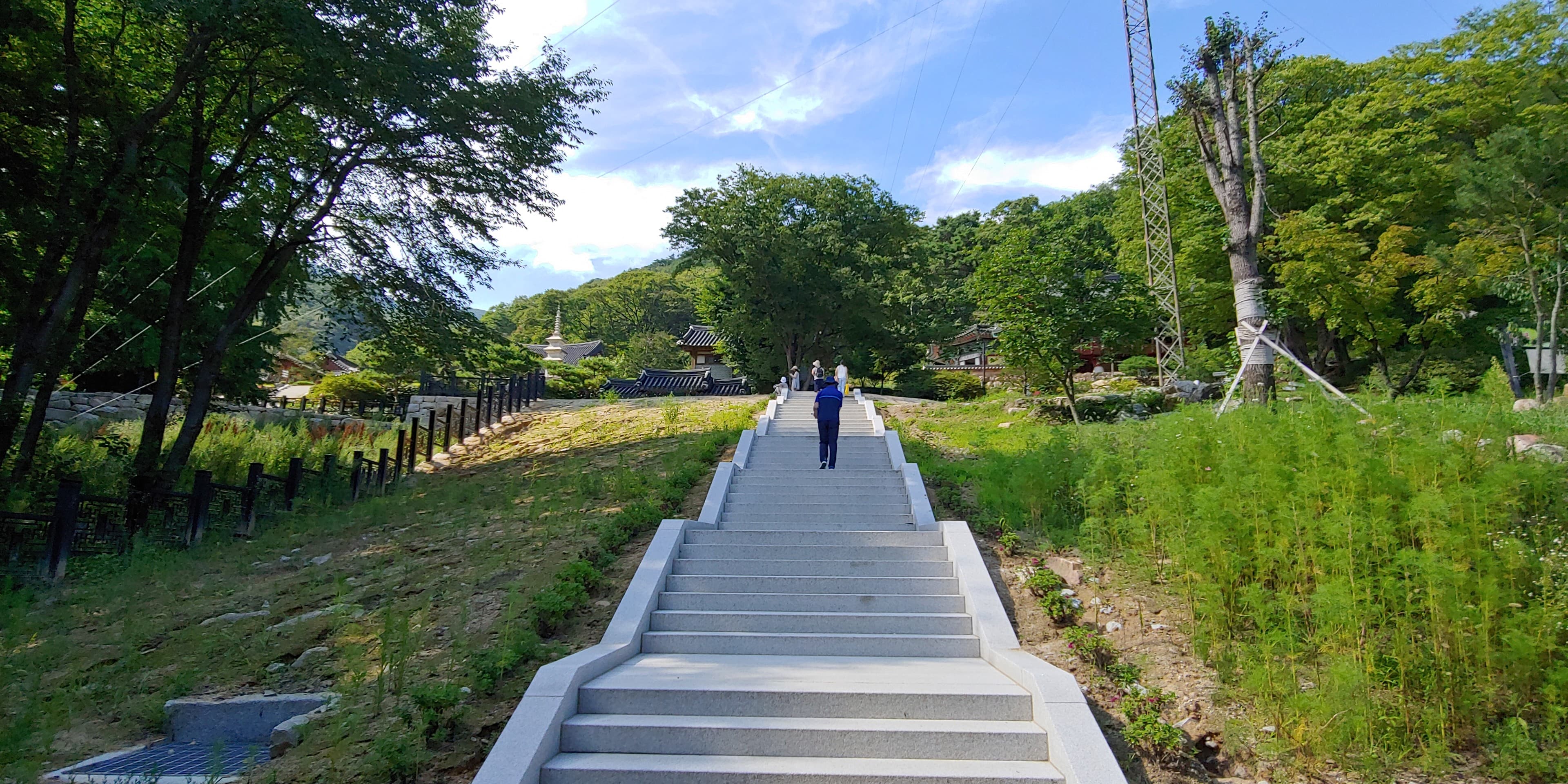 Forest Stairs