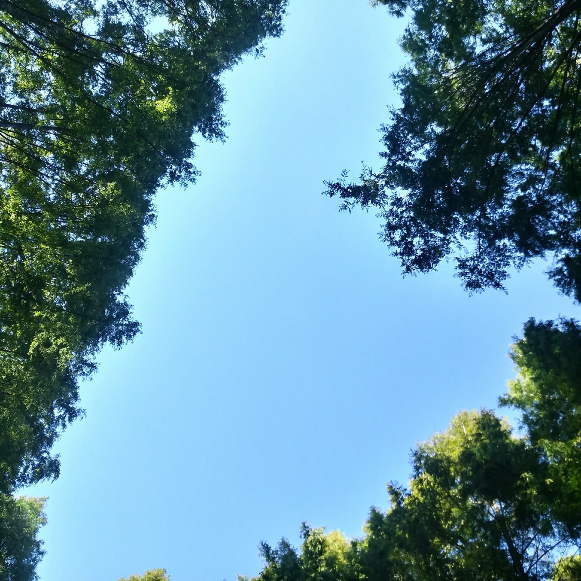 하트