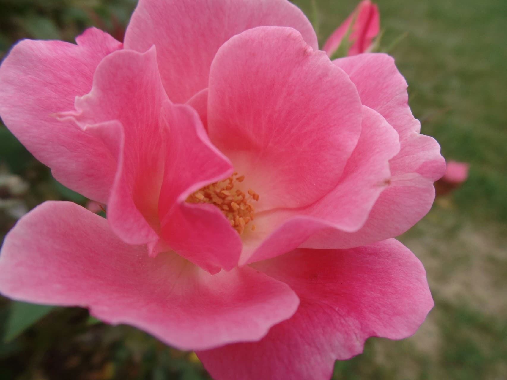 Soft Pink