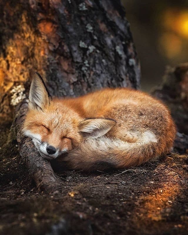 ❤ Sleeping Cuteness ❤