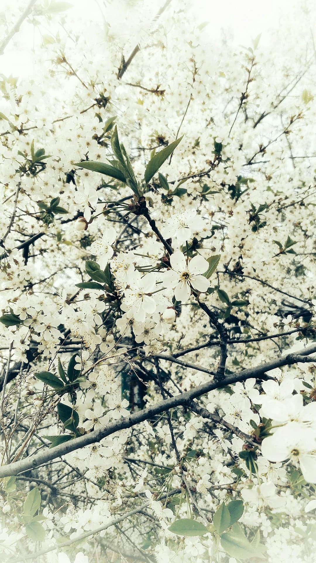 apple tree