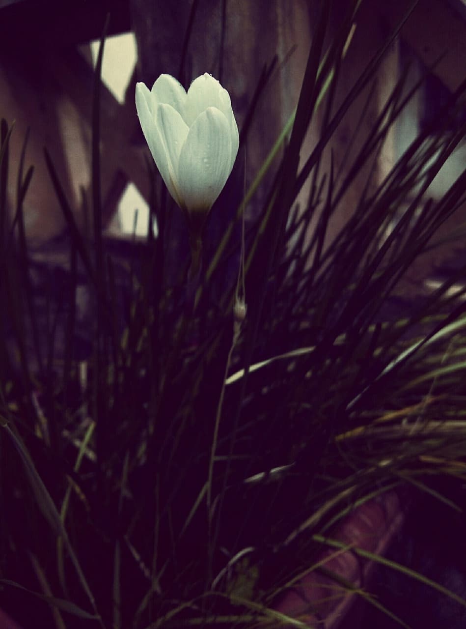 flower